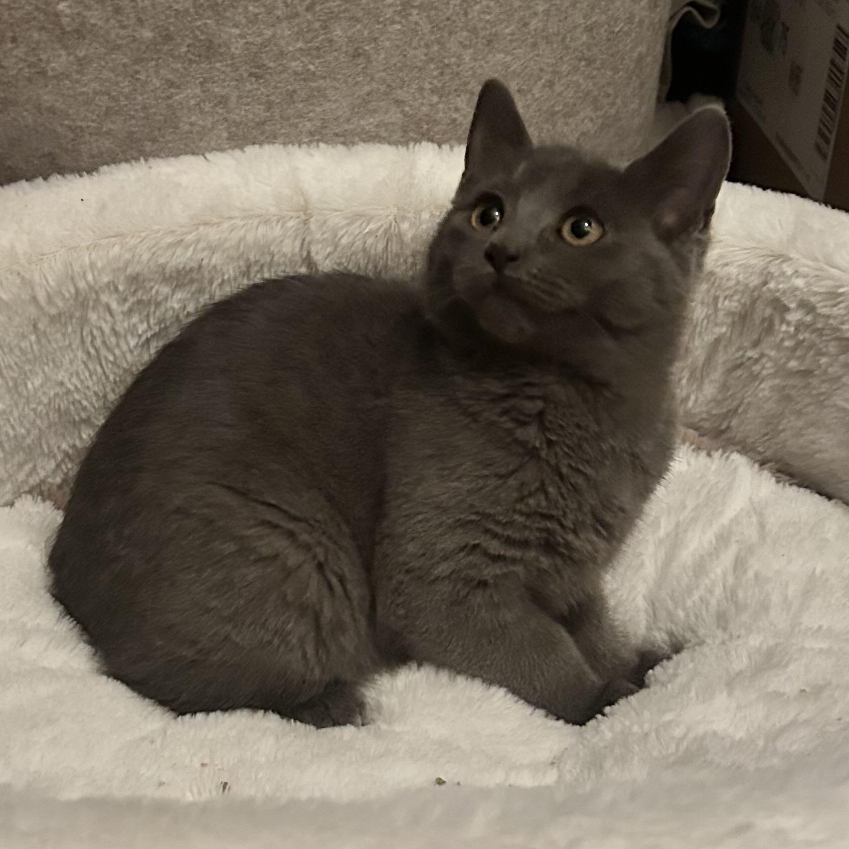 Nimbus, ADOPTABLE, Kitten Female Domestic Short Hair.