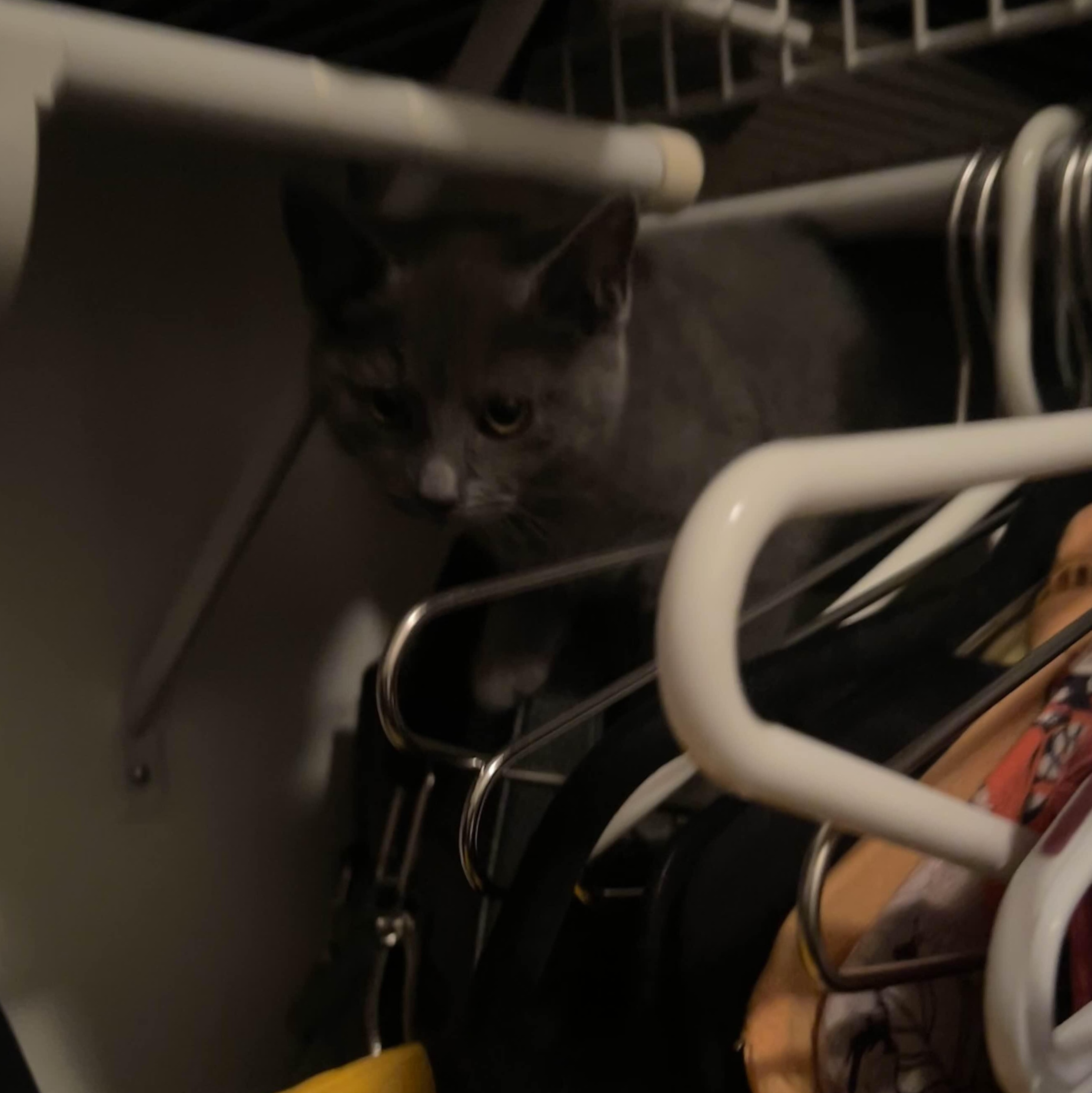 Enlarge Nimbus, a ADOPTABLE Domestic Short Hair in Weehawken, NJ image 2/4