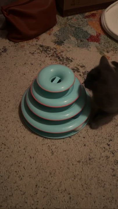 Enlarge Nimbus, a ADOPTABLE Domestic Short Hair in Weehawken, NJ video 4/4