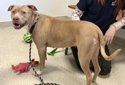 Nova Jo — thumbnail 2