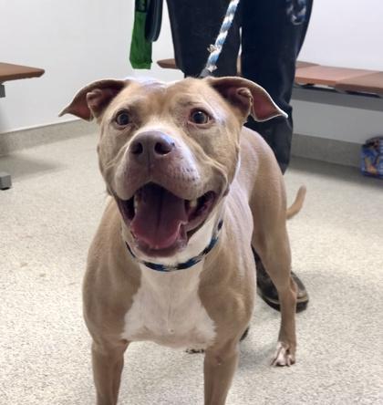 Nova Jo — thumbnail 3