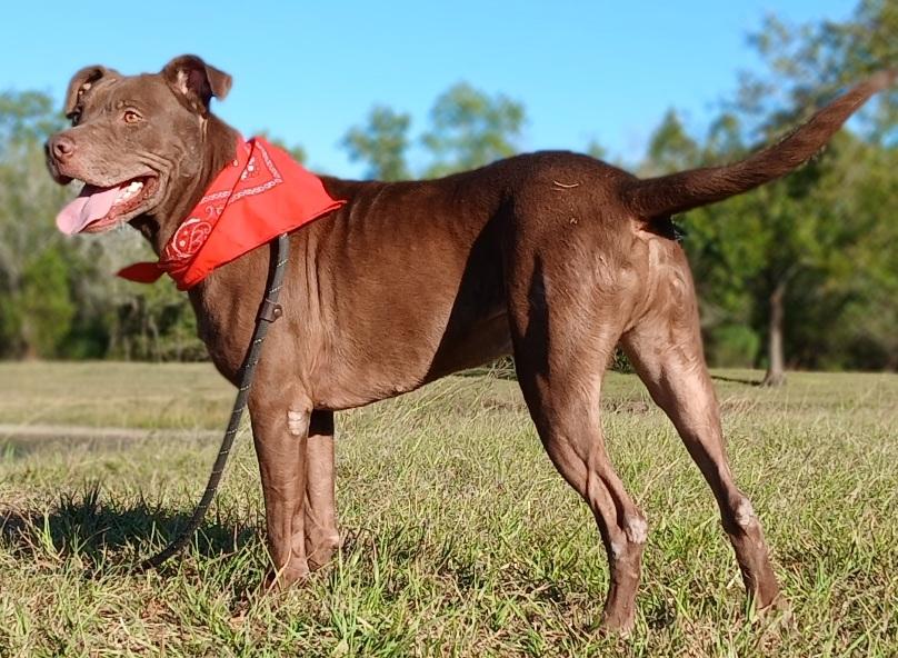Brownie - Loves to play fetch! (NY-9862410), a Adoptable mixed breed in Brewster, NY image 5/6