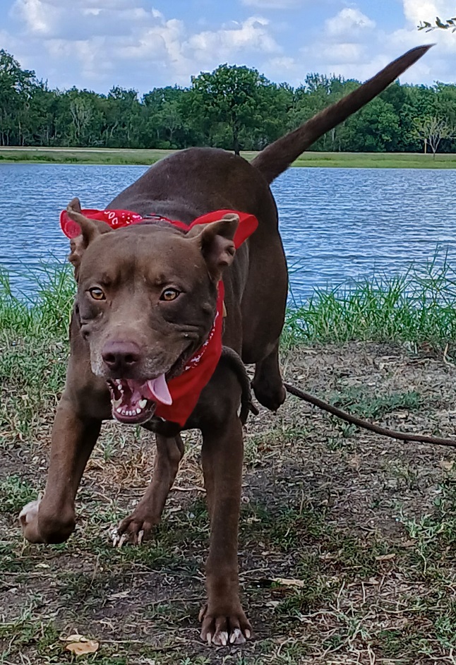 Brownie - Loves to play fetch! (NY-9862410), a Adoptable mixed breed in Brewster, NY image 4/6