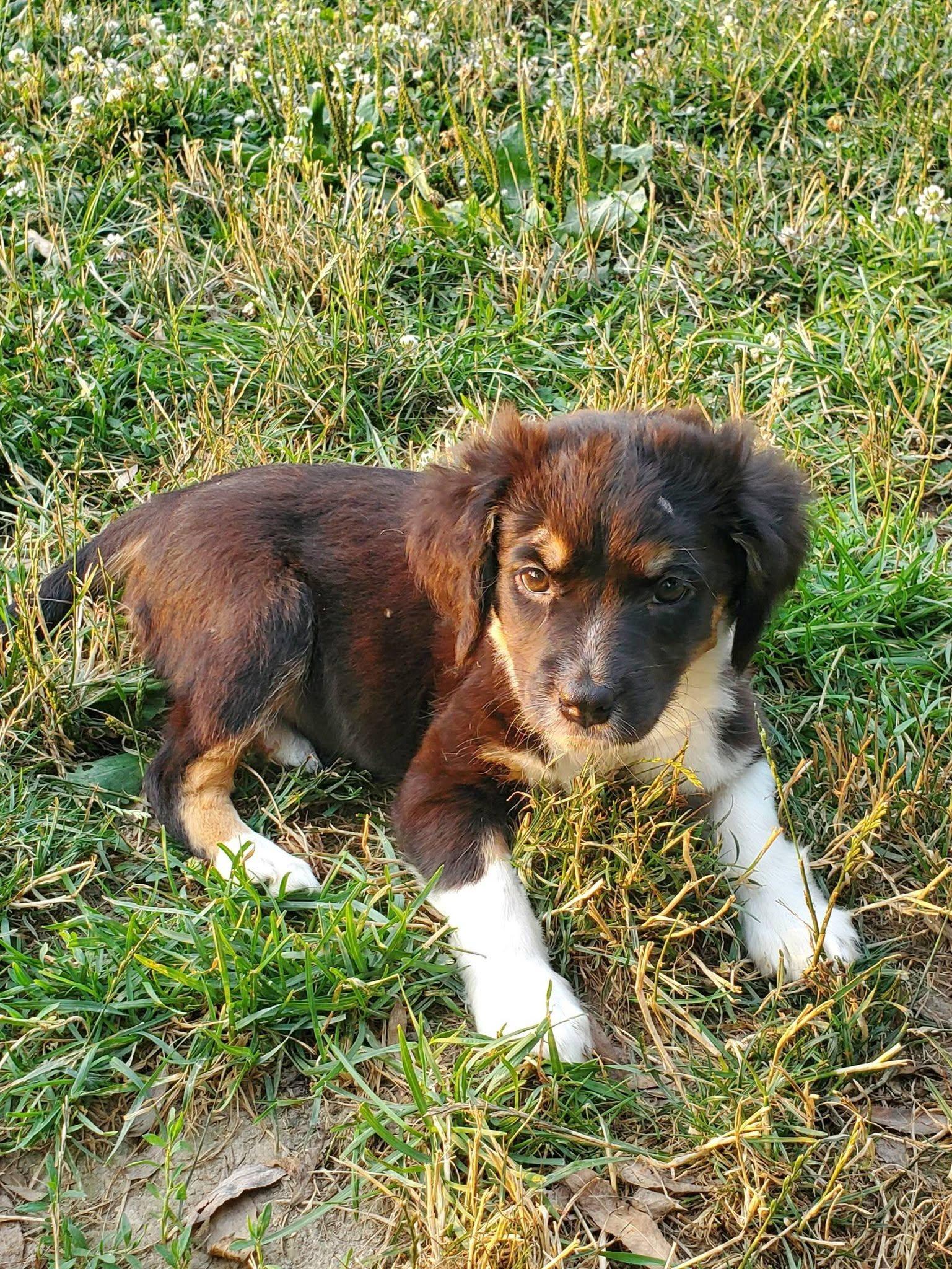 Enlarge Cherio Roxa - Pre Adoption, a Adoptable mixed breed in Dayton, OH image 4/5