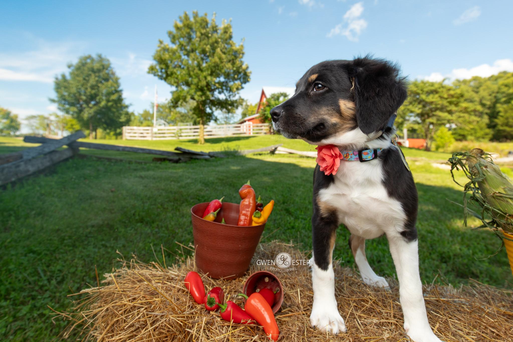 Enlarge Cherio Roxa, an adoptable mixed breed in Dayton, OH image 3/6