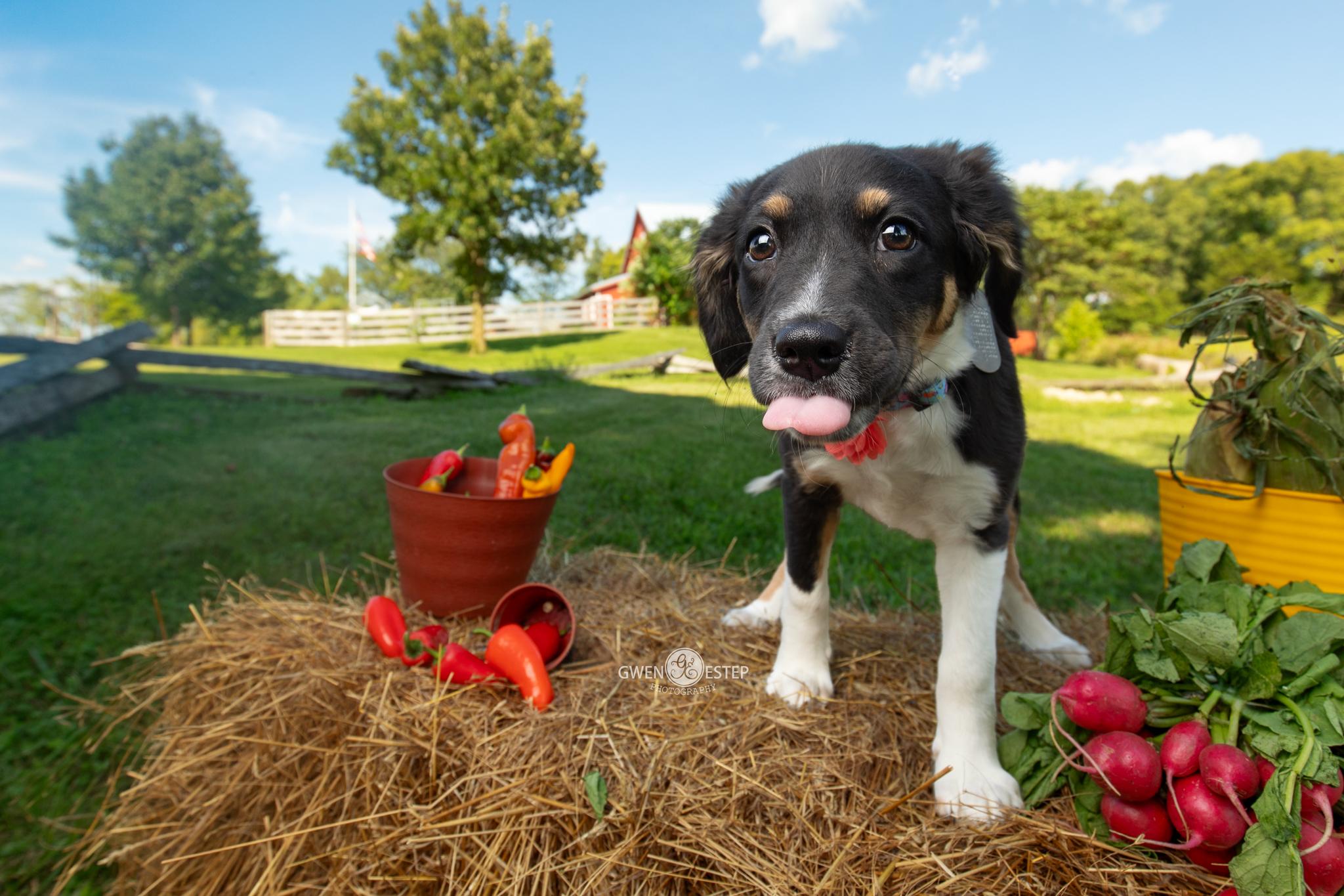 Enlarge Cherio Roxa, an adoptable mixed breed in Dayton, OH image 2/6