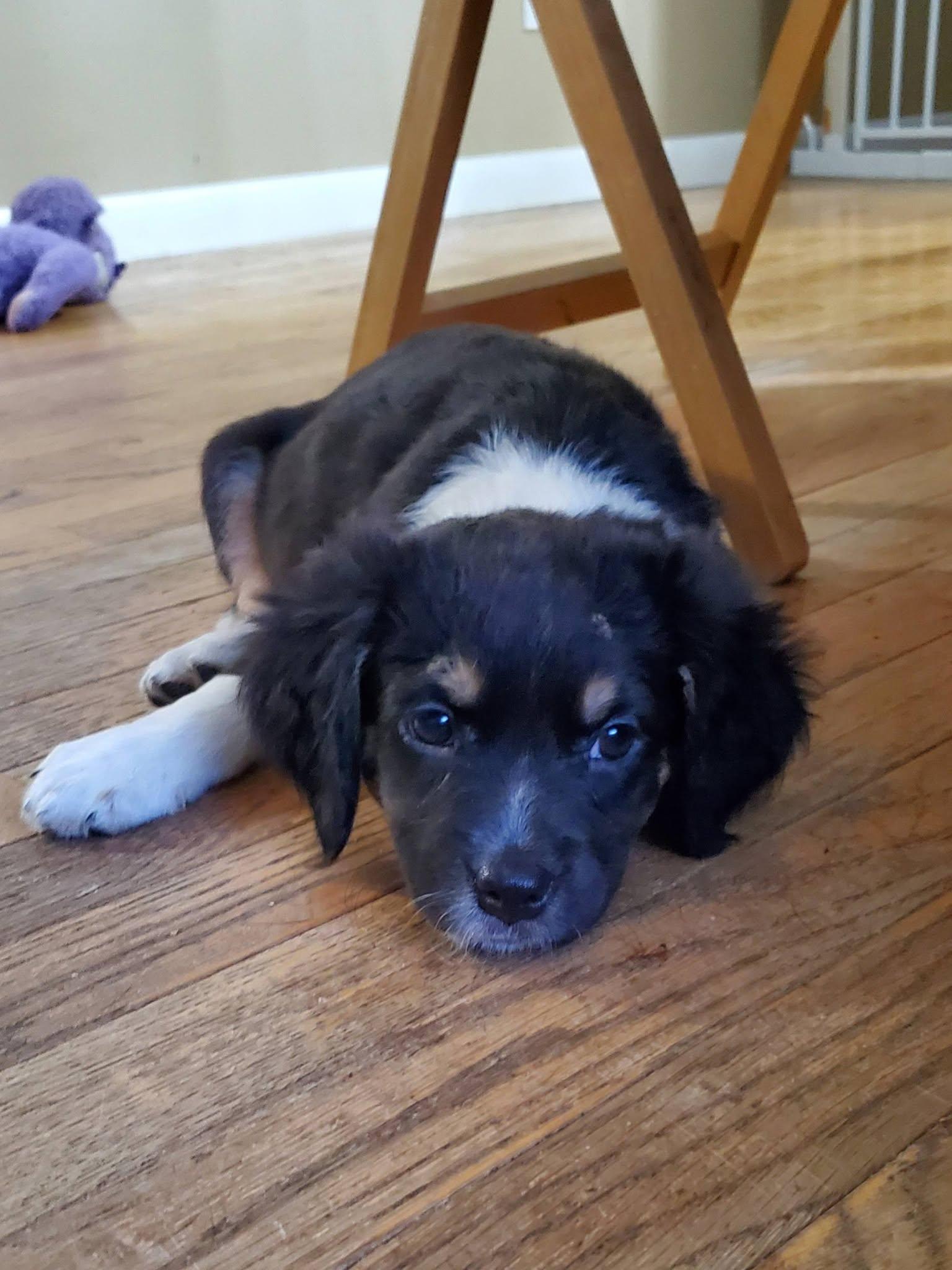 Enlarge Cherio Roxa - Pre Adoption, a Adoptable mixed breed in Dayton, OH image 2/5