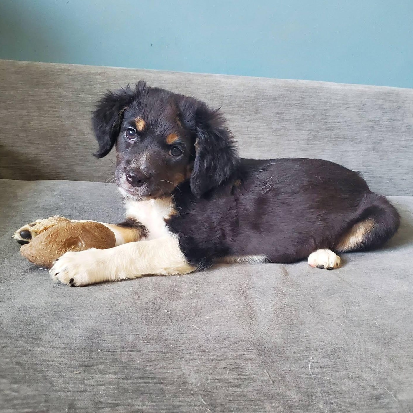 Enlarge Cherio Roxa - Pre Adoption, a Adoptable mixed breed in Dayton, OH image 1/5