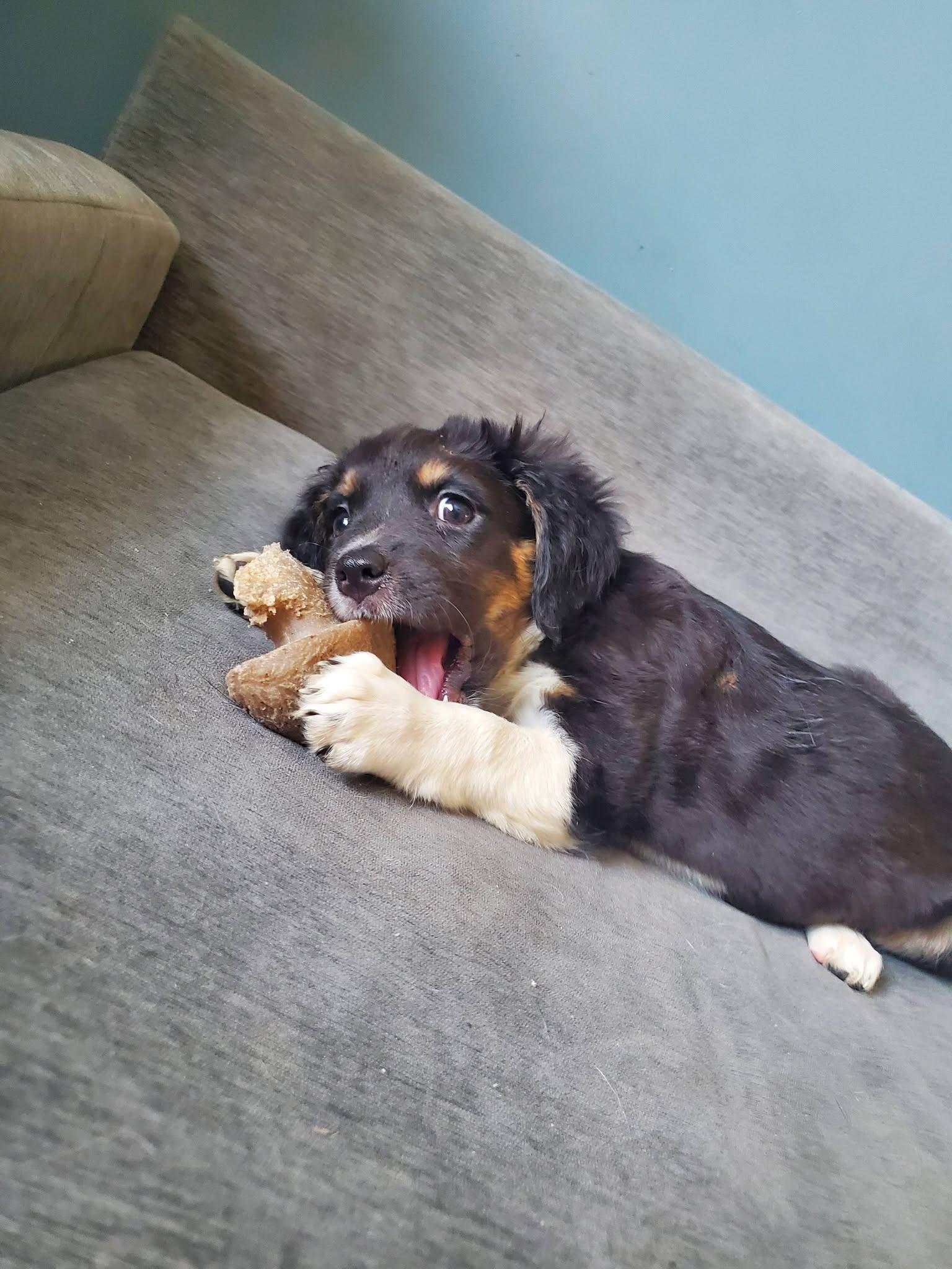 Enlarge Cherio Roxa - Pre Adoption, a Adoptable mixed breed in Dayton, OH image 3/5