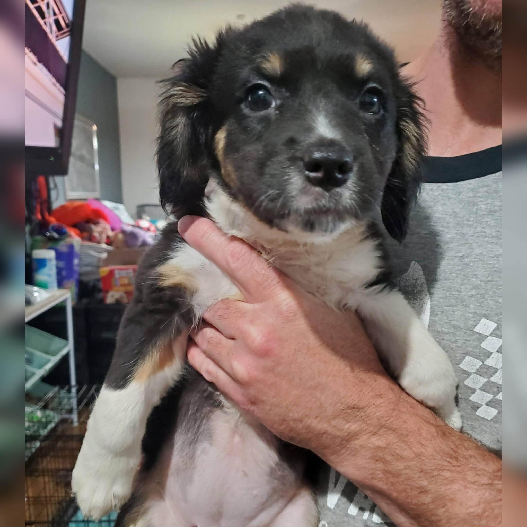 Enlarge Cherio Roxa - Pre Adoption, a Adoptable mixed breed in Dayton, OH image 5/5