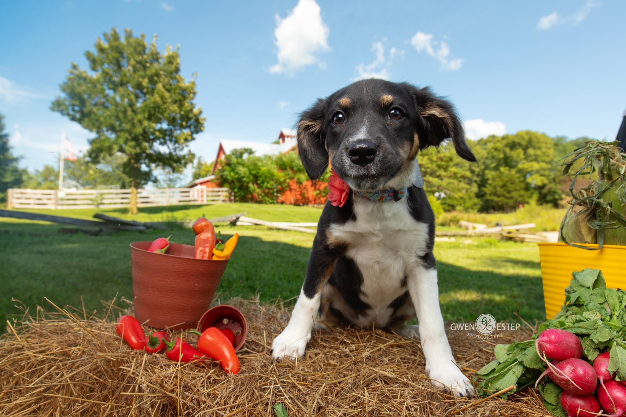 Enlarge Cherio Roxa, an adoptable mixed breed in Dayton, OH image 1/6