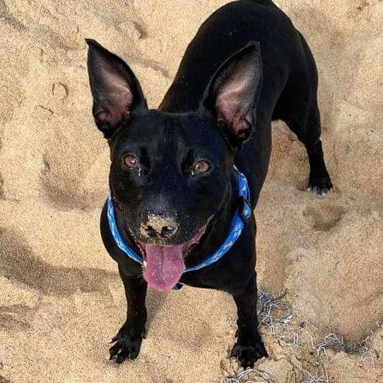 Yanna, a Adoptable Terrier in Sunnyvale, CA image 1/4