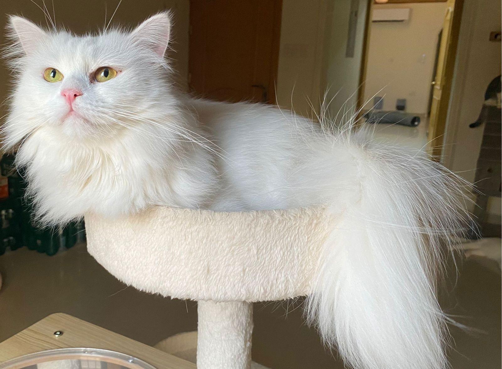Snowy, Adopted, Adult Male Maine Coon.