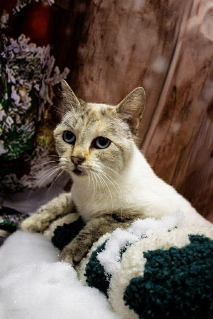 Dazzle, a Adoptable mixed breed in Petersburg, IL image 1/3