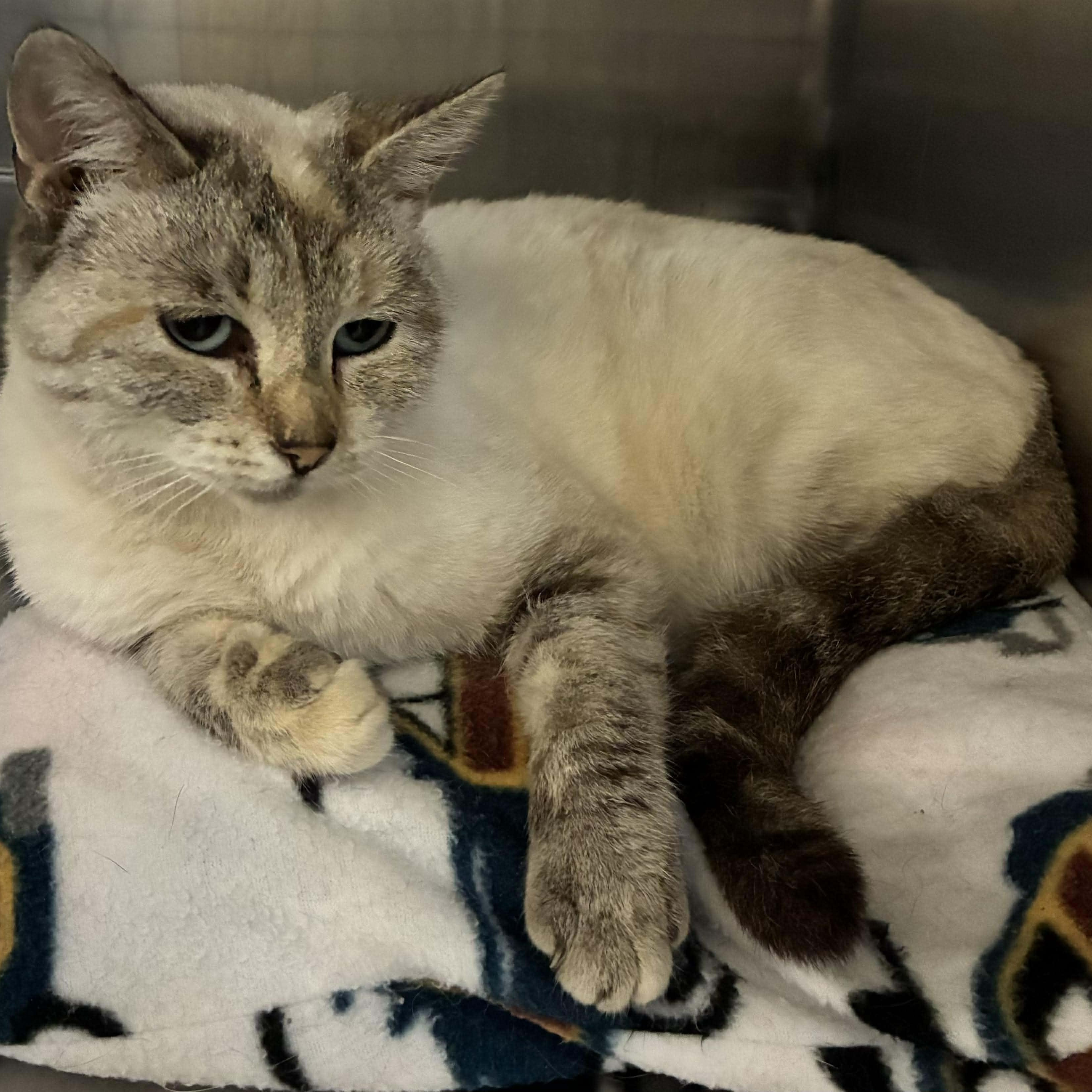 Dazzle, a Adoptable mixed breed in Petersburg, IL image 2/3