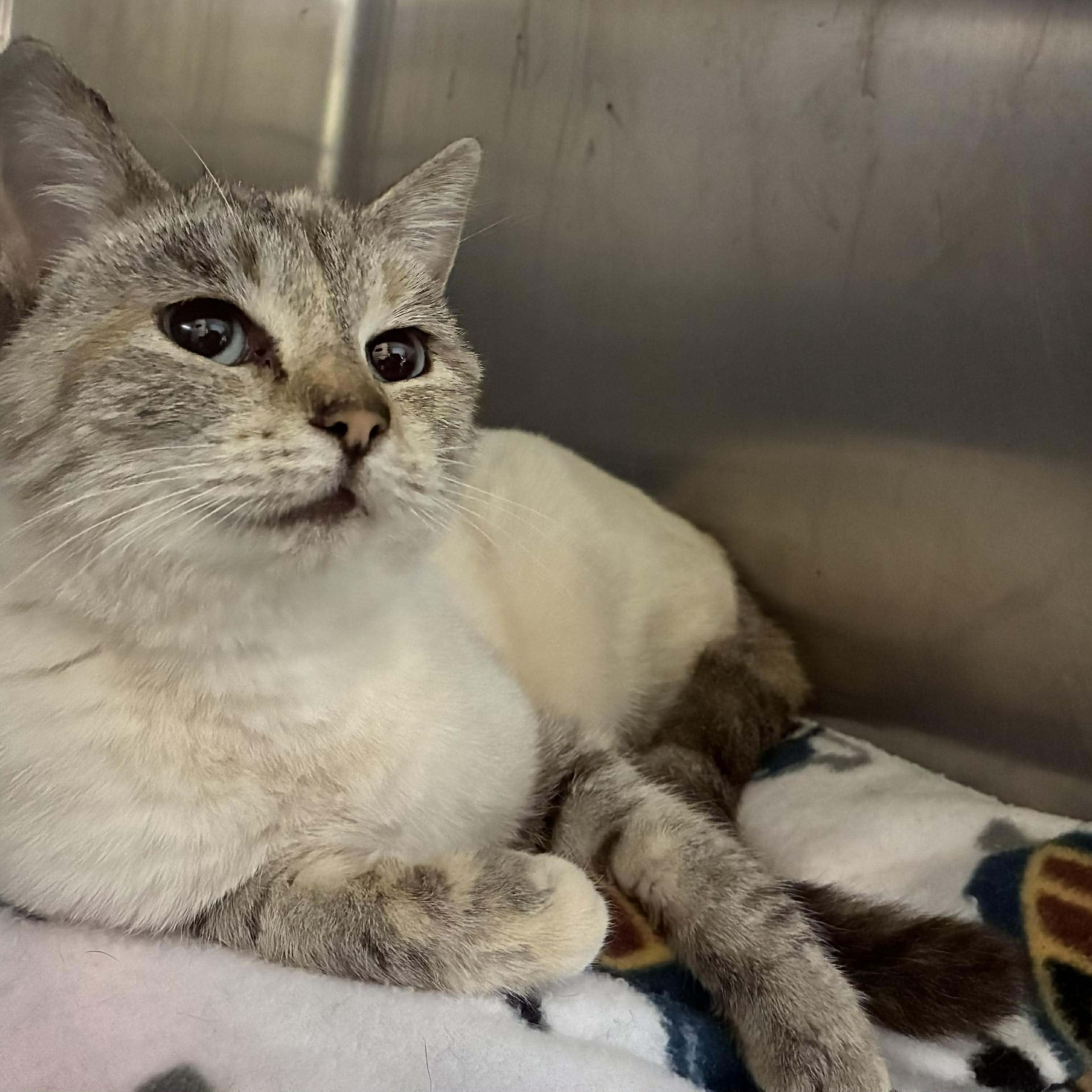 Dazzle, a Adoptable mixed breed in Petersburg, IL image 3/3