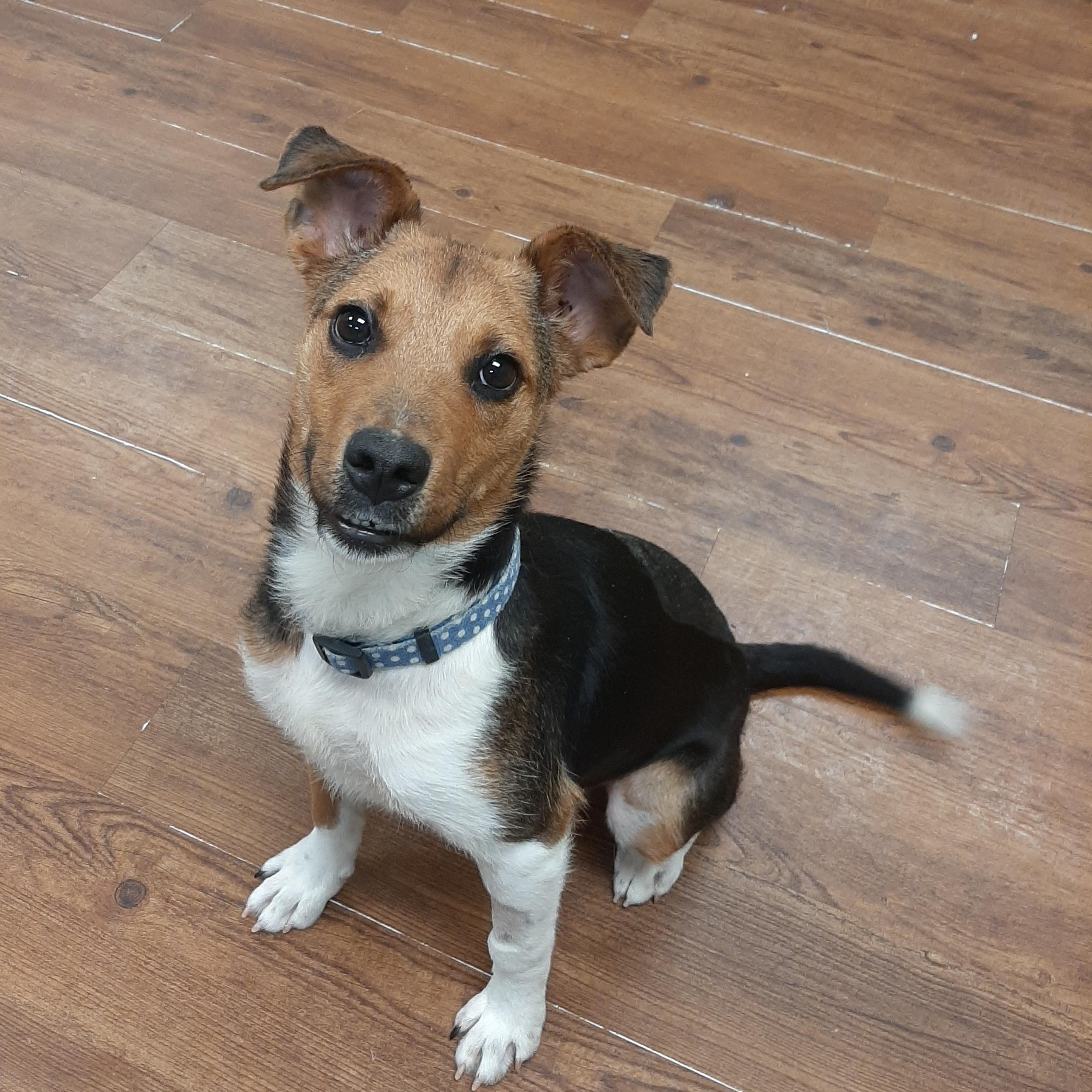 Enlarge Pot Pie, a Adoptable mixed breed in Lake Odessa, MI image 1/5