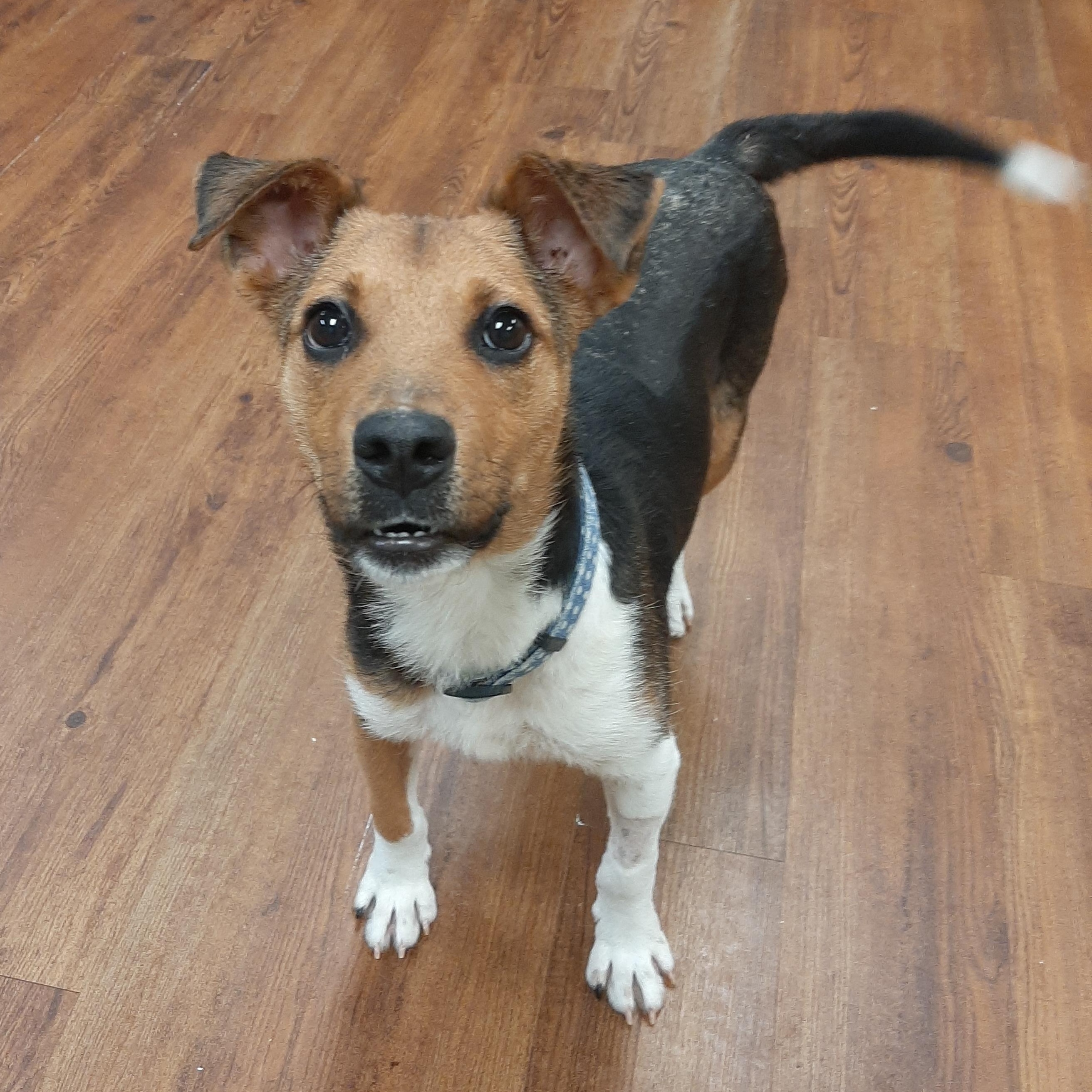 Enlarge Pot Pie, a Adoptable mixed breed in Lake Odessa, MI image 4/5