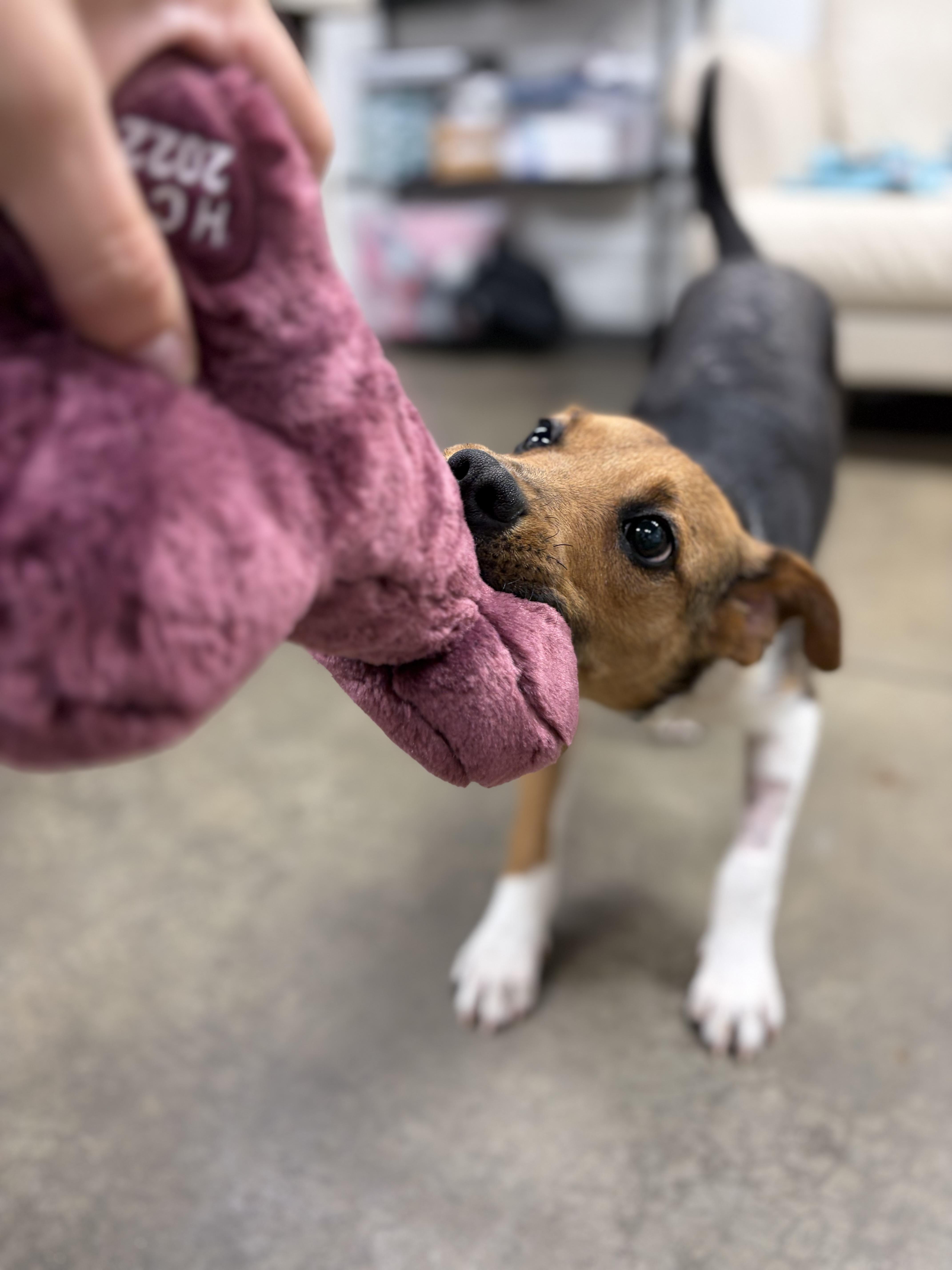 Enlarge Pot Pie, a Adoptable mixed breed in Lake Odessa, MI image 2/5