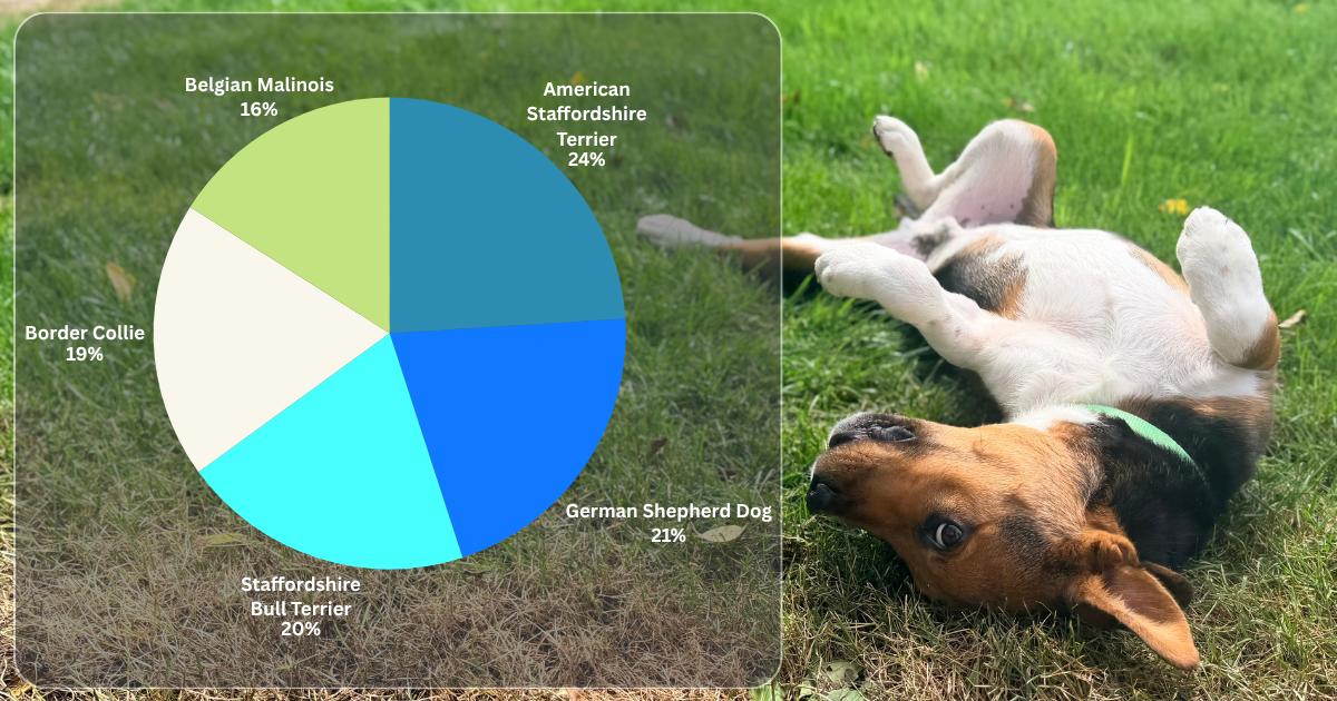 Enlarge Pot Pie, a Adoptable mixed breed in Lake Odessa, MI image 5/6