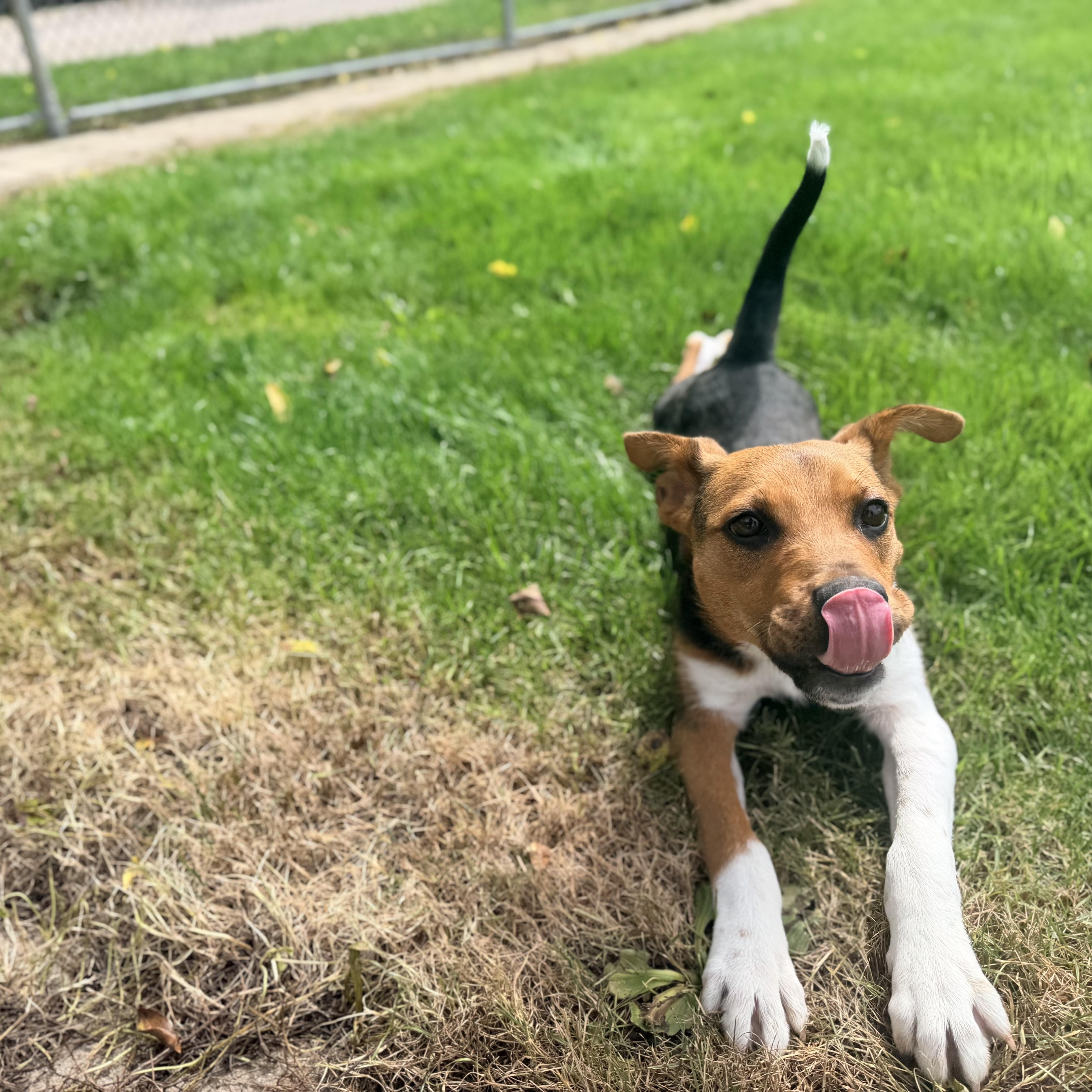 Enlarge Pot Pie, a Adoptable mixed breed in Lake Odessa, MI image 1/6