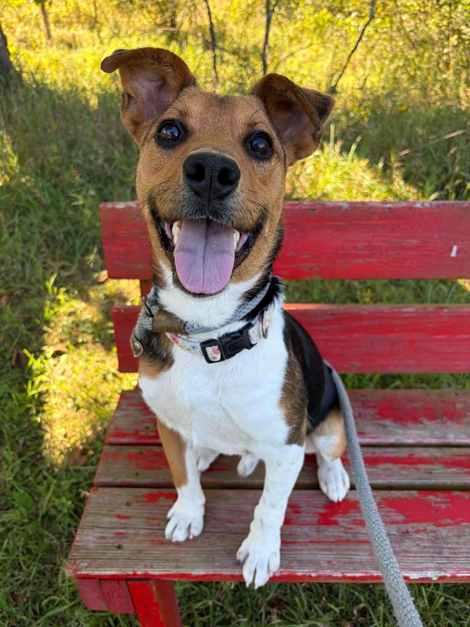 Enlarge Pot Pie, a Adoptable mixed breed in Lake Odessa, MI image 6/6