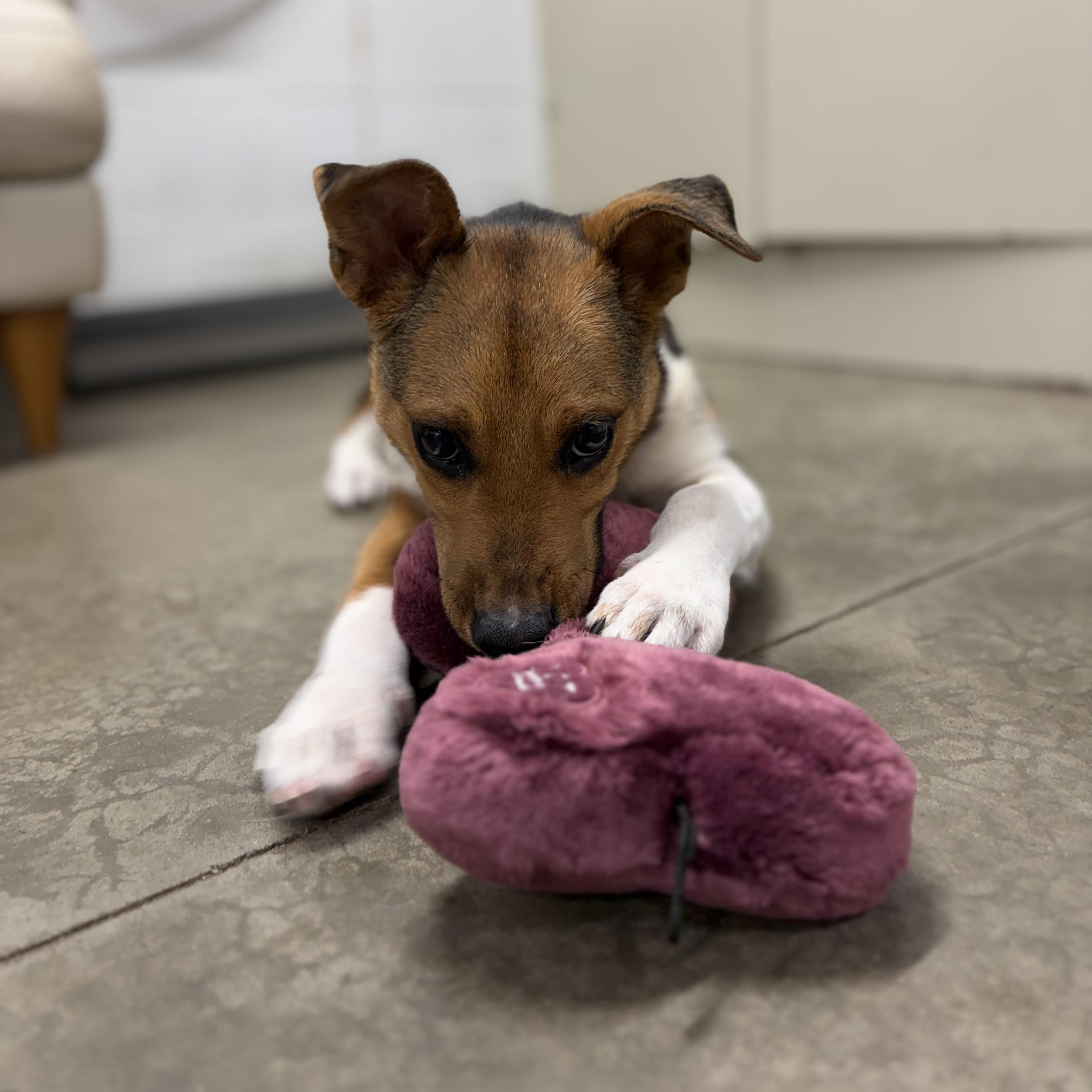 Enlarge Pot Pie, a Adoptable mixed breed in Lake Odessa, MI image 3/5
