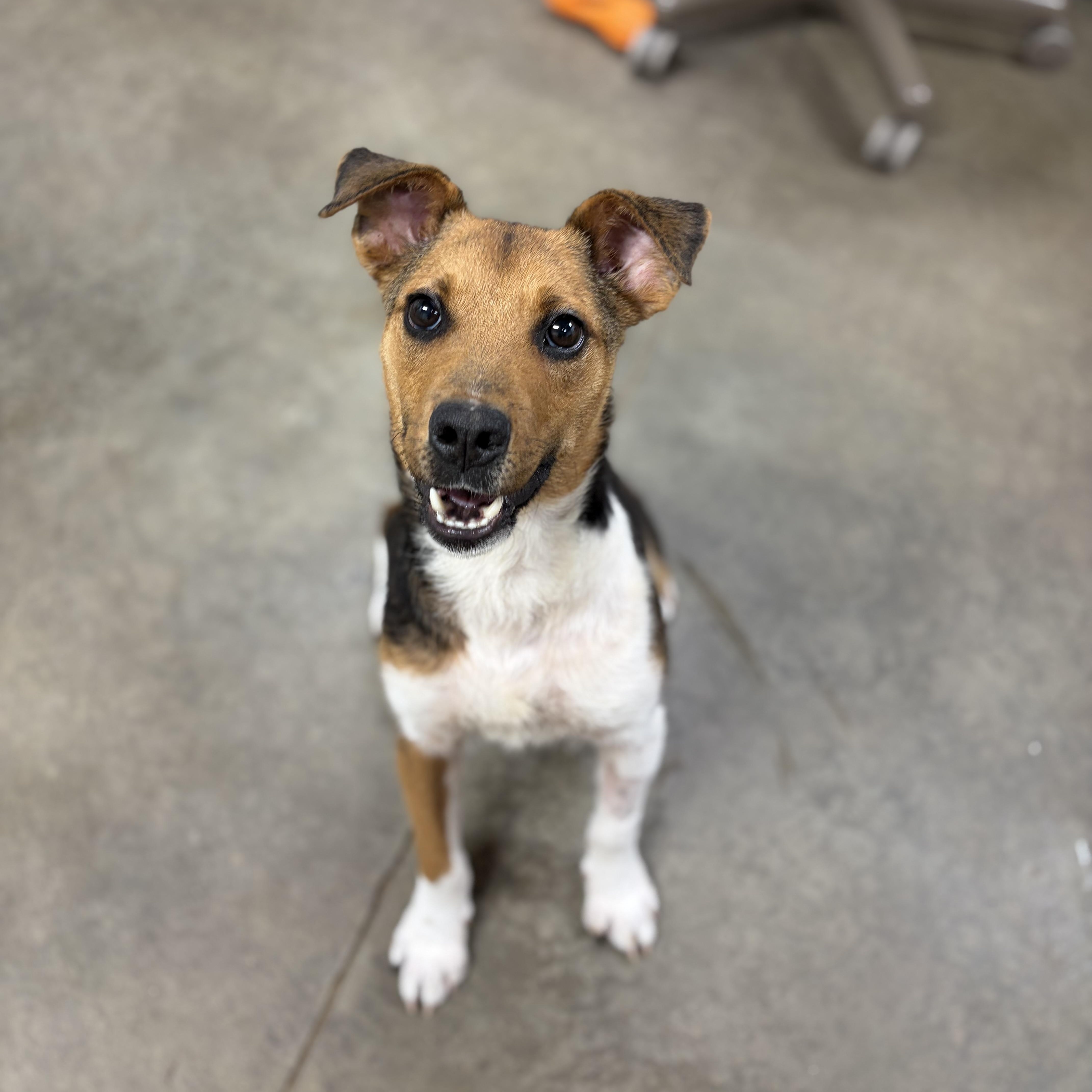 Enlarge Pot Pie, a Adoptable mixed breed in Lake Odessa, MI image 5/5
