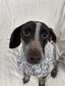 Zeus, an adopted German Shorthaired Pointer in Auburn, NE image 2/6