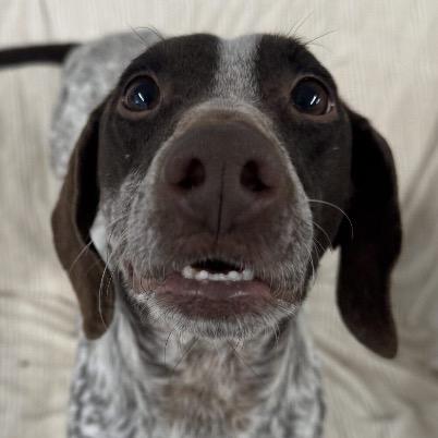 Zeus, an adopted German Shorthaired Pointer in Auburn, NE image 1/6