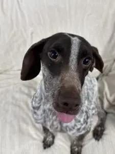 Zeus, an adopted German Shorthaired Pointer in Auburn, NE image 4/6