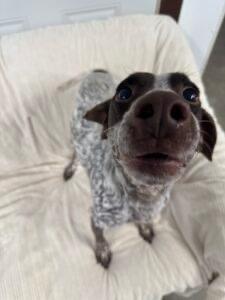 Zeus, an adopted German Shorthaired Pointer in Auburn, NE image 5/6