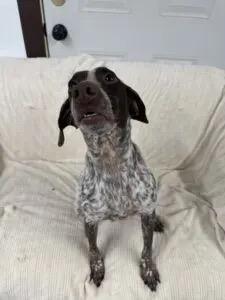 Zeus, an adopted German Shorthaired Pointer in Auburn, NE image 6/6