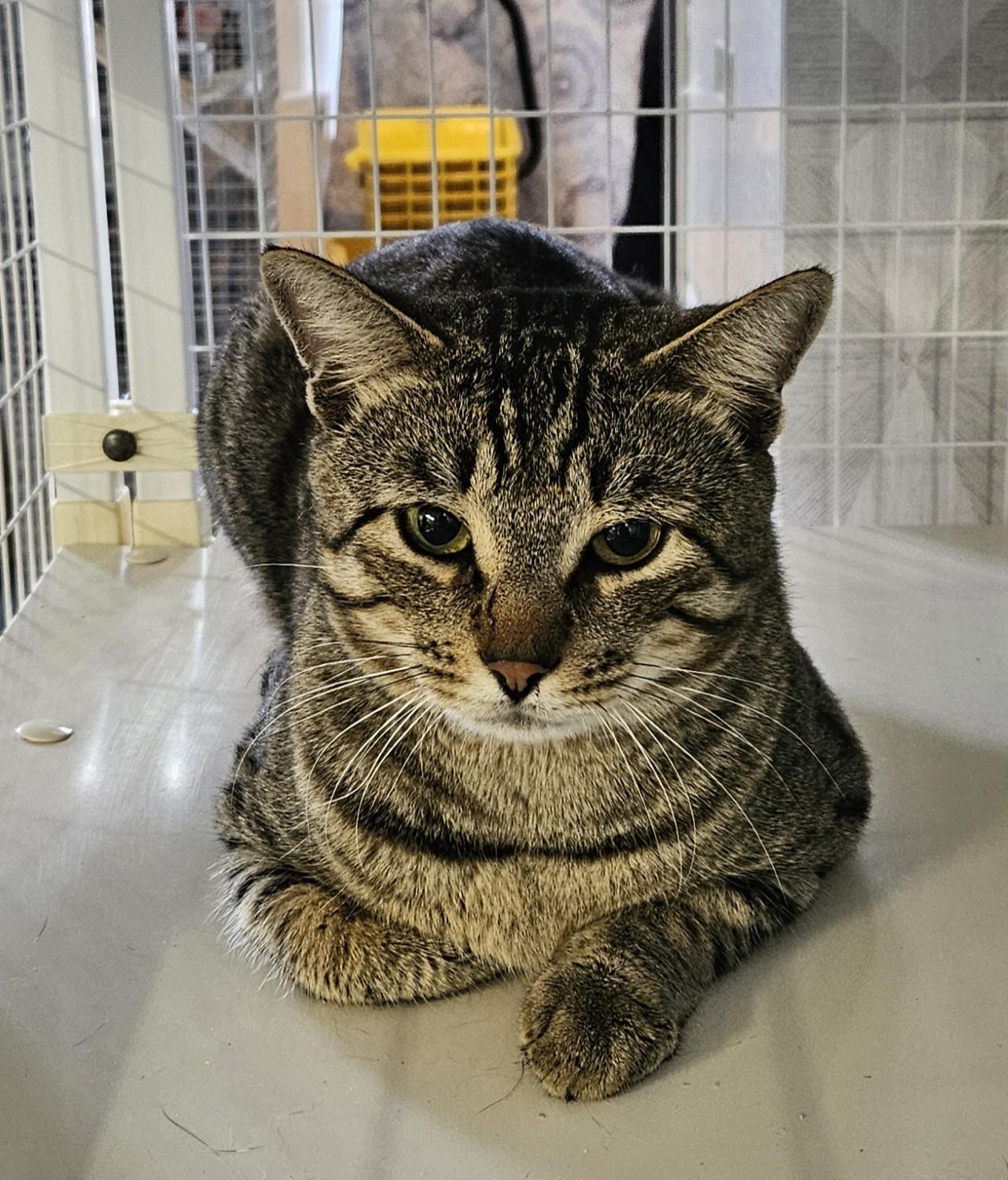 Stud Muffin, adopted, Adult Male Domestic Short Hair.