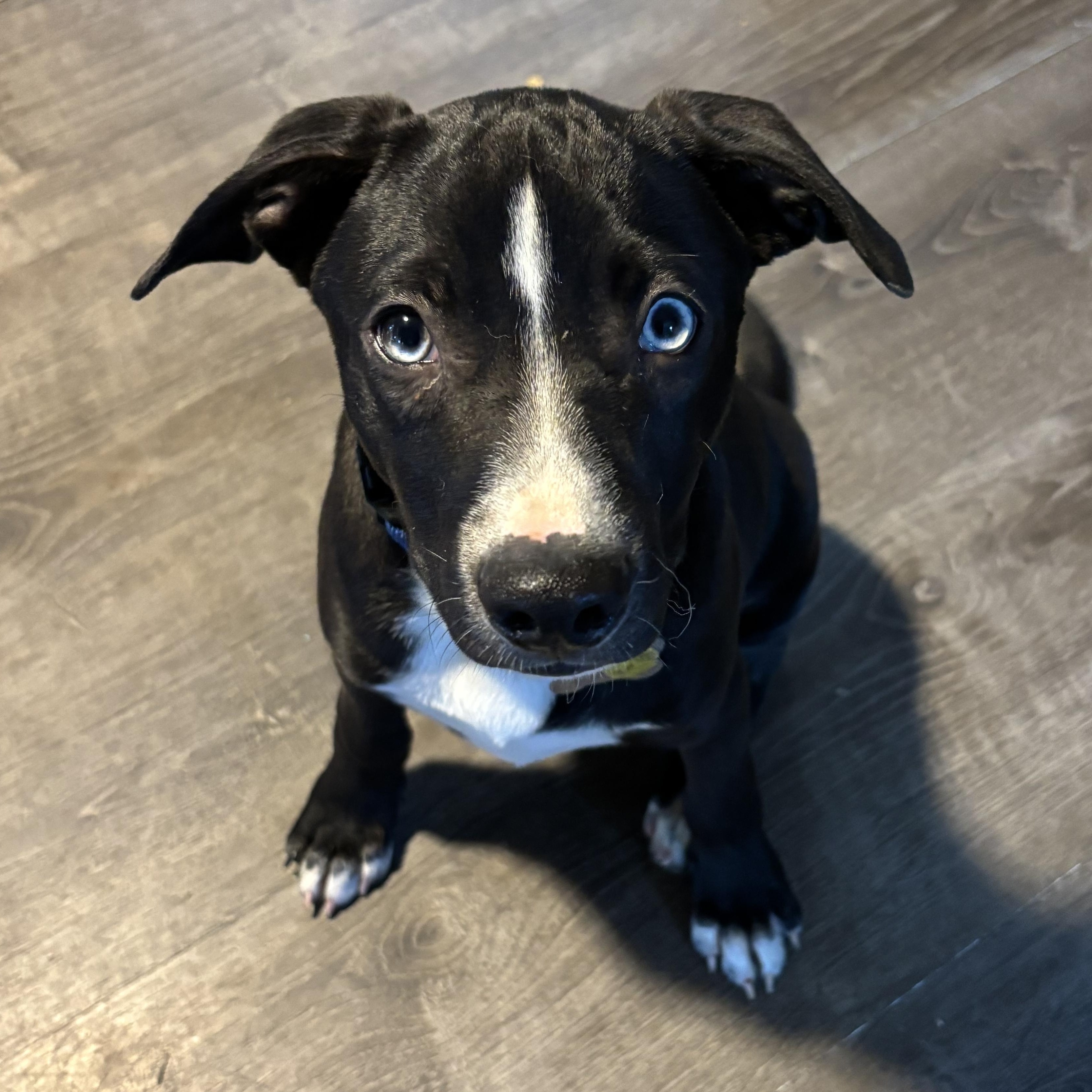Enlarge Rocky, a Adoptable mixed breed in Albany, NY image 1/6