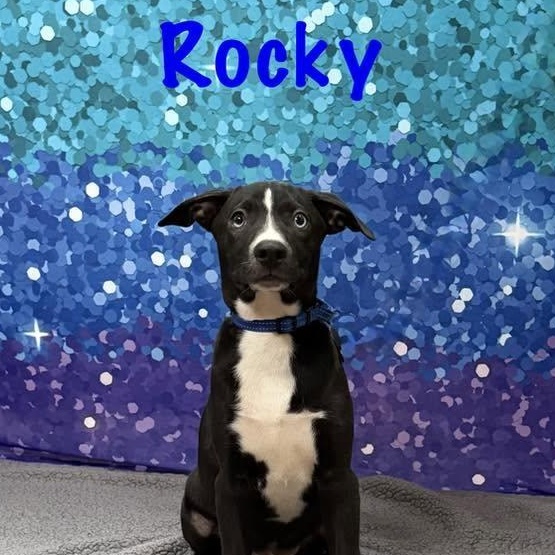 Enlarge Rocky, a Adoptable mixed breed in Albany, NY image 5/6