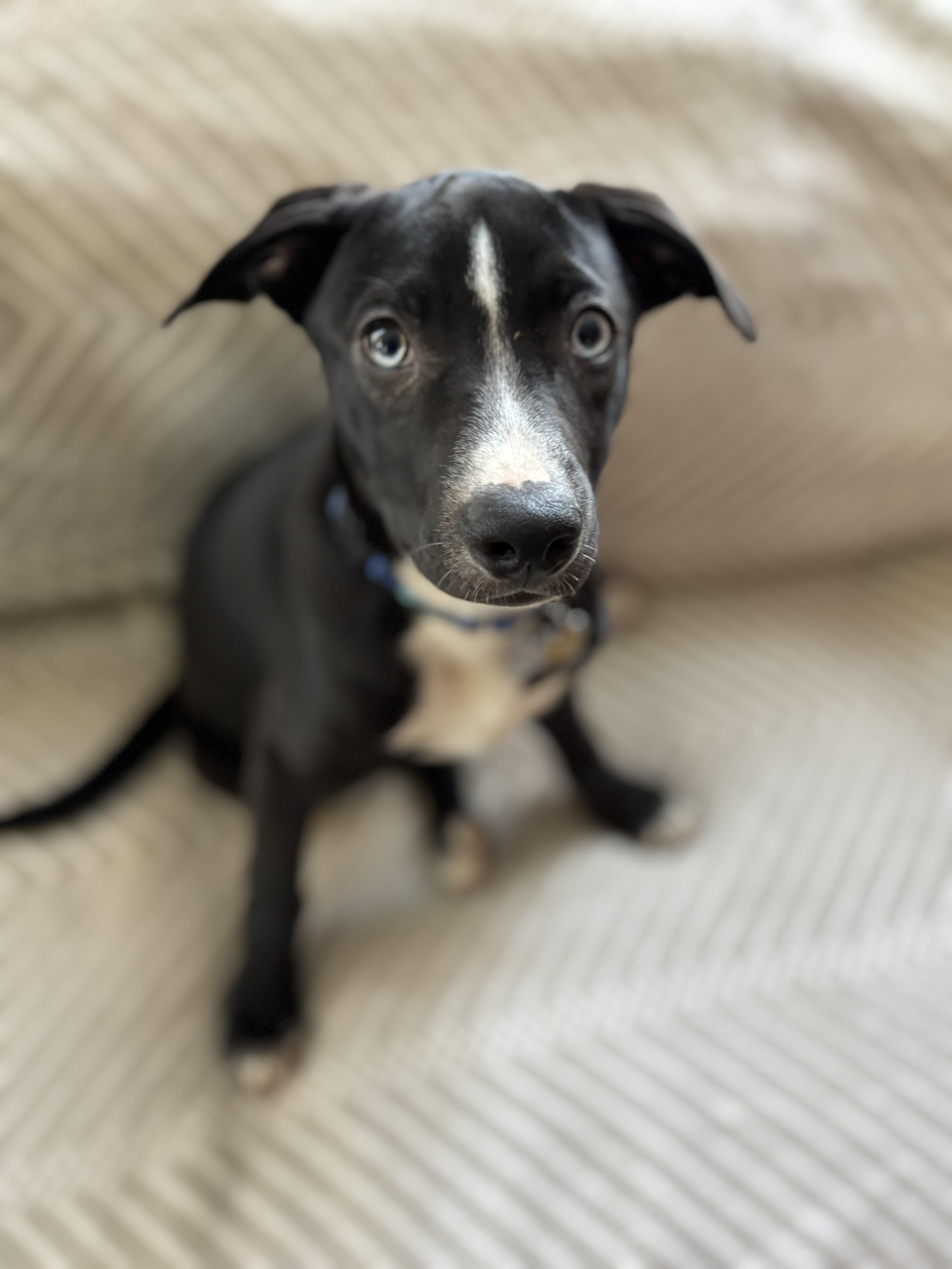 Enlarge Rocky, a Adoptable mixed breed in Albany, NY image 3/6