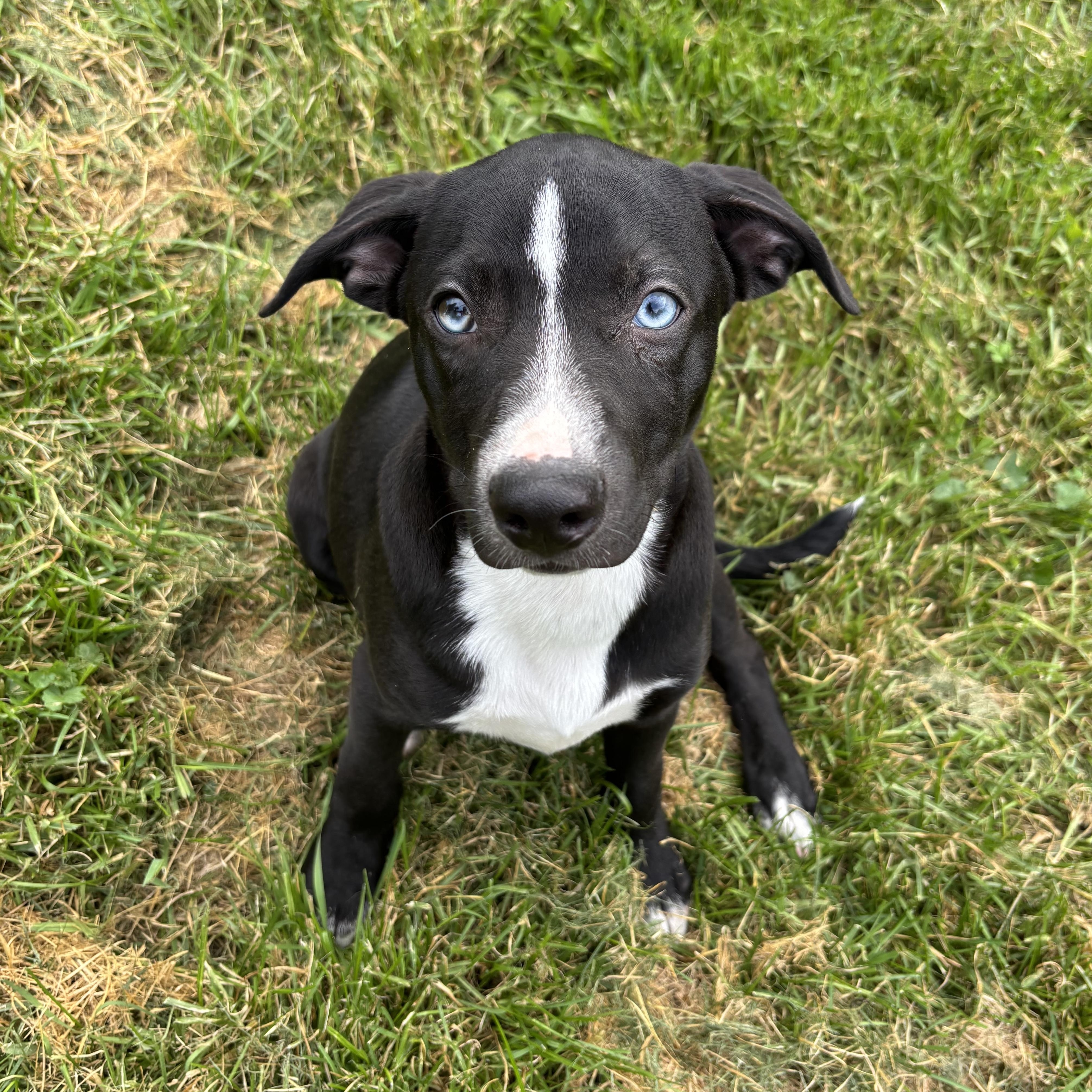 Enlarge Rocky, a Adoptable mixed breed in Albany, NY image 2/6