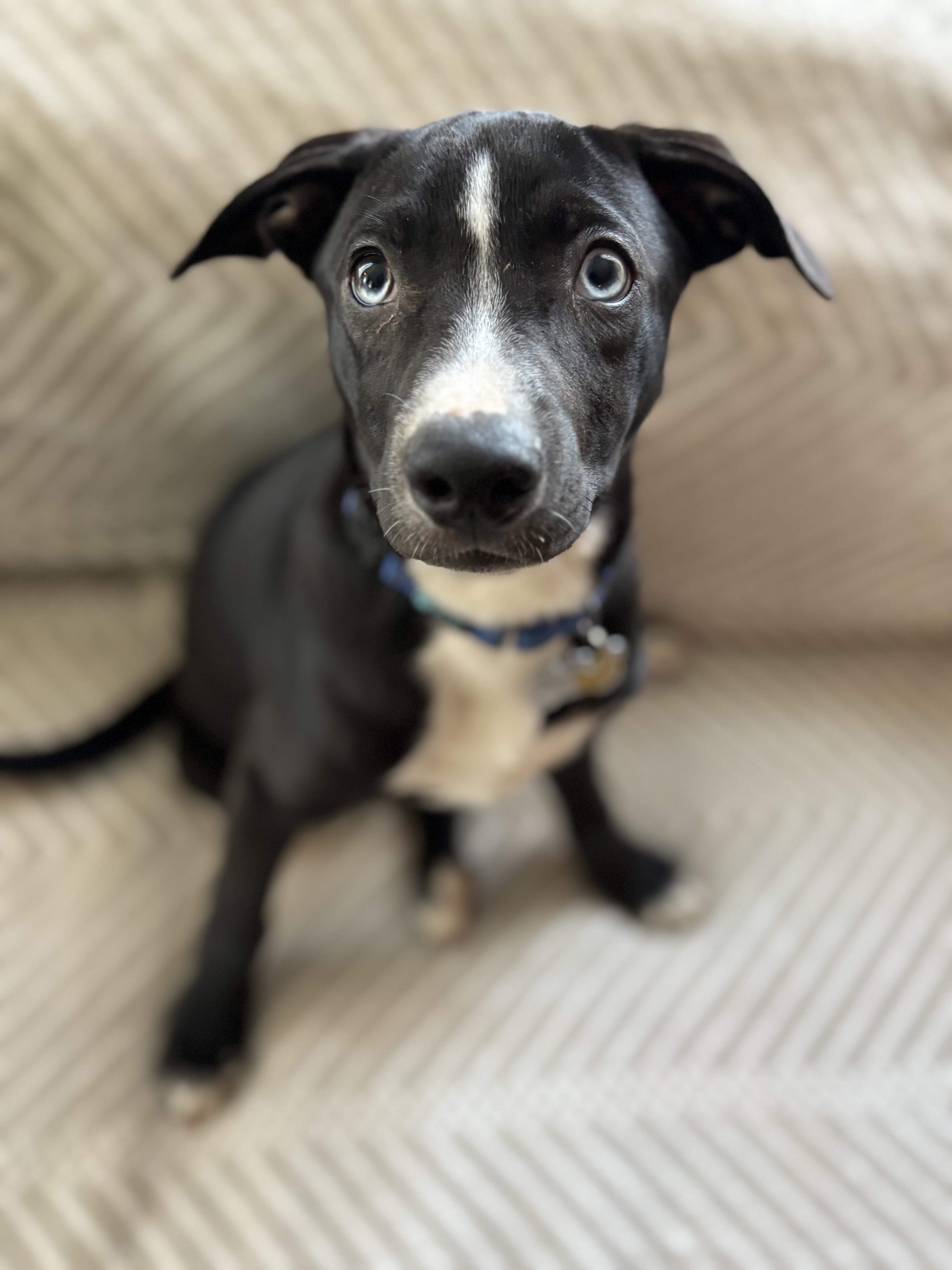 Enlarge Rocky, a Adoptable mixed breed in Albany, NY image 4/6