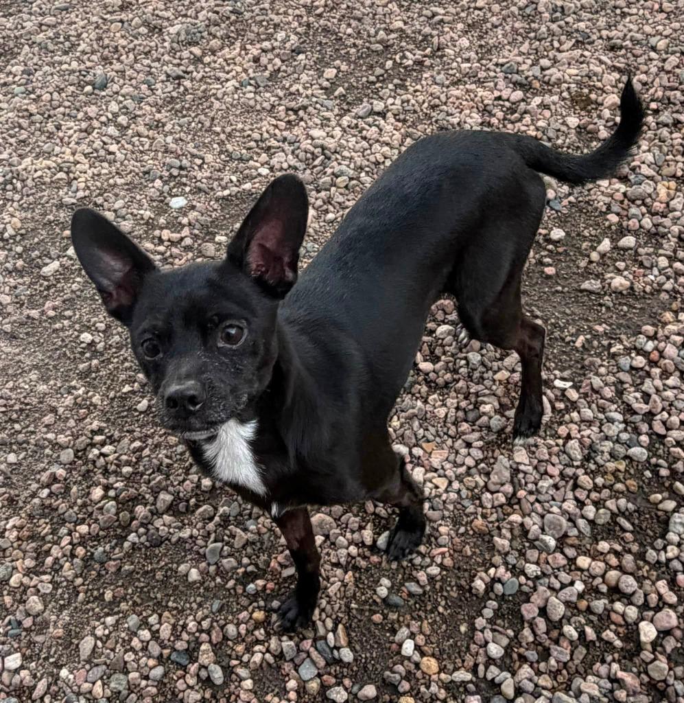 Enlarge Maxwell, a ADOPTABLE mixed breed in Columbus, NE image 1/1