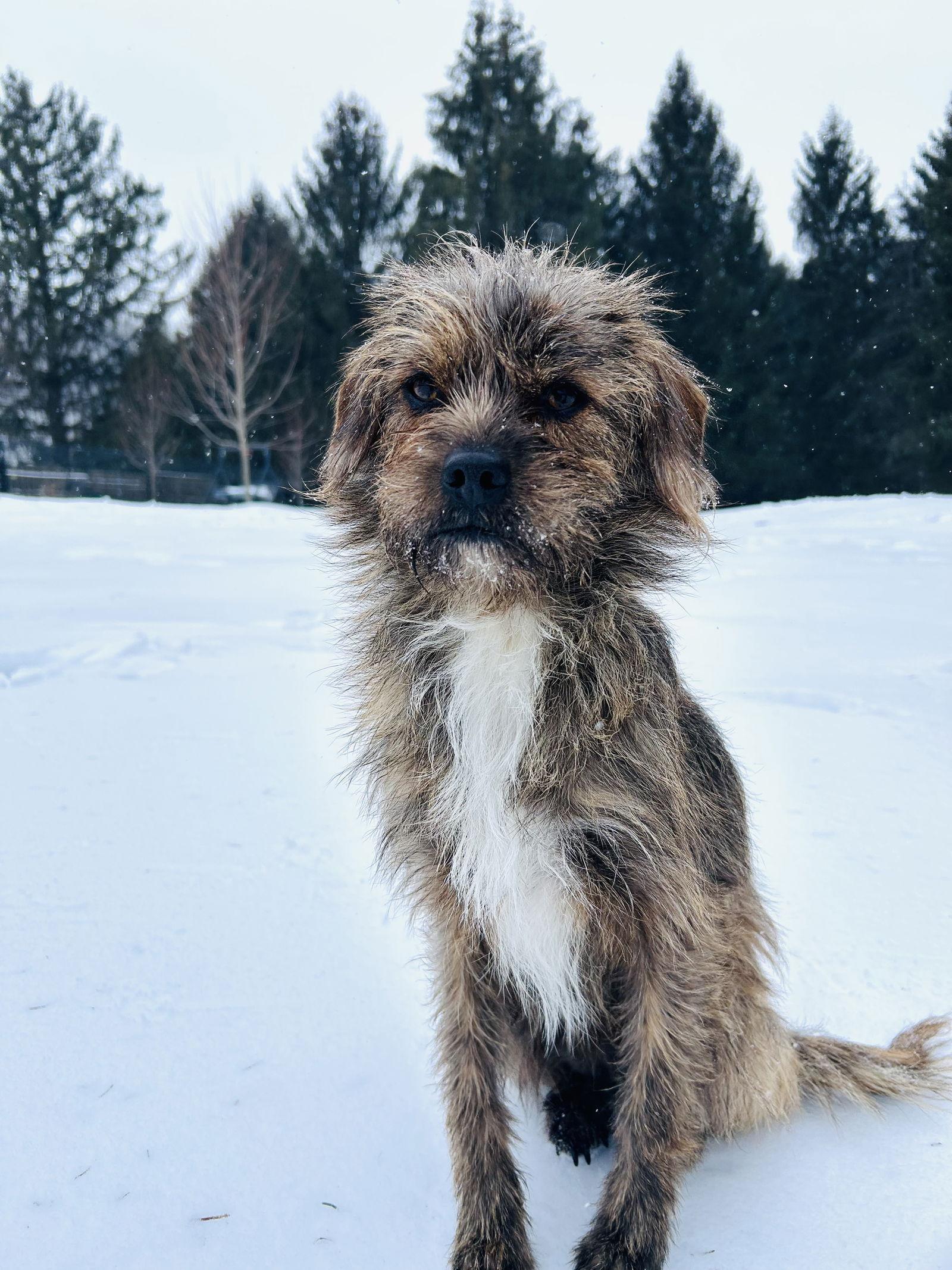 Enlarge Mufasa, a Adoptable mixed breed in Elizabethtown, PA image 1/3