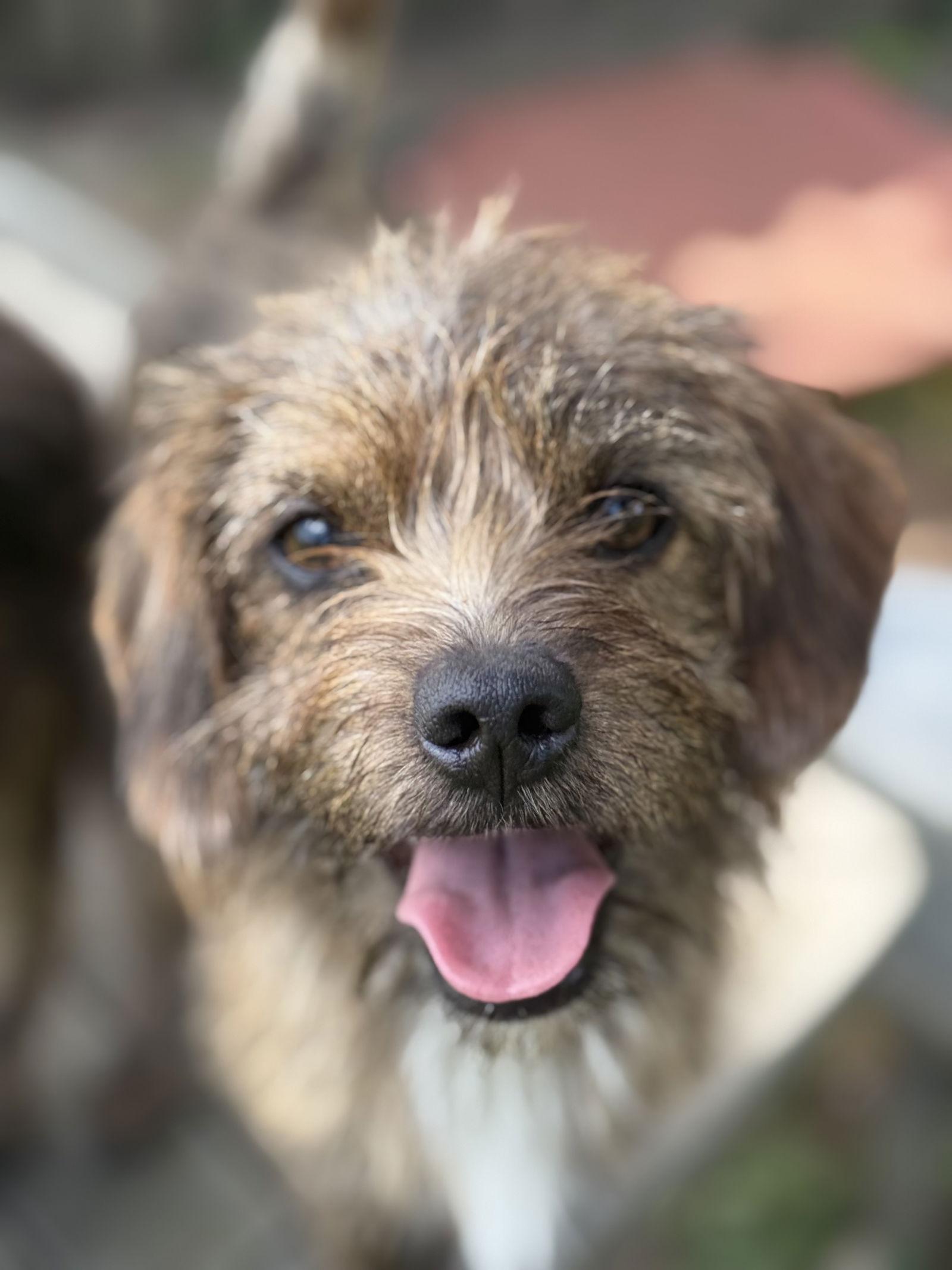 Mufasa, Adoptable, Young Male Wire Fox Terrier & Chihuahua.
