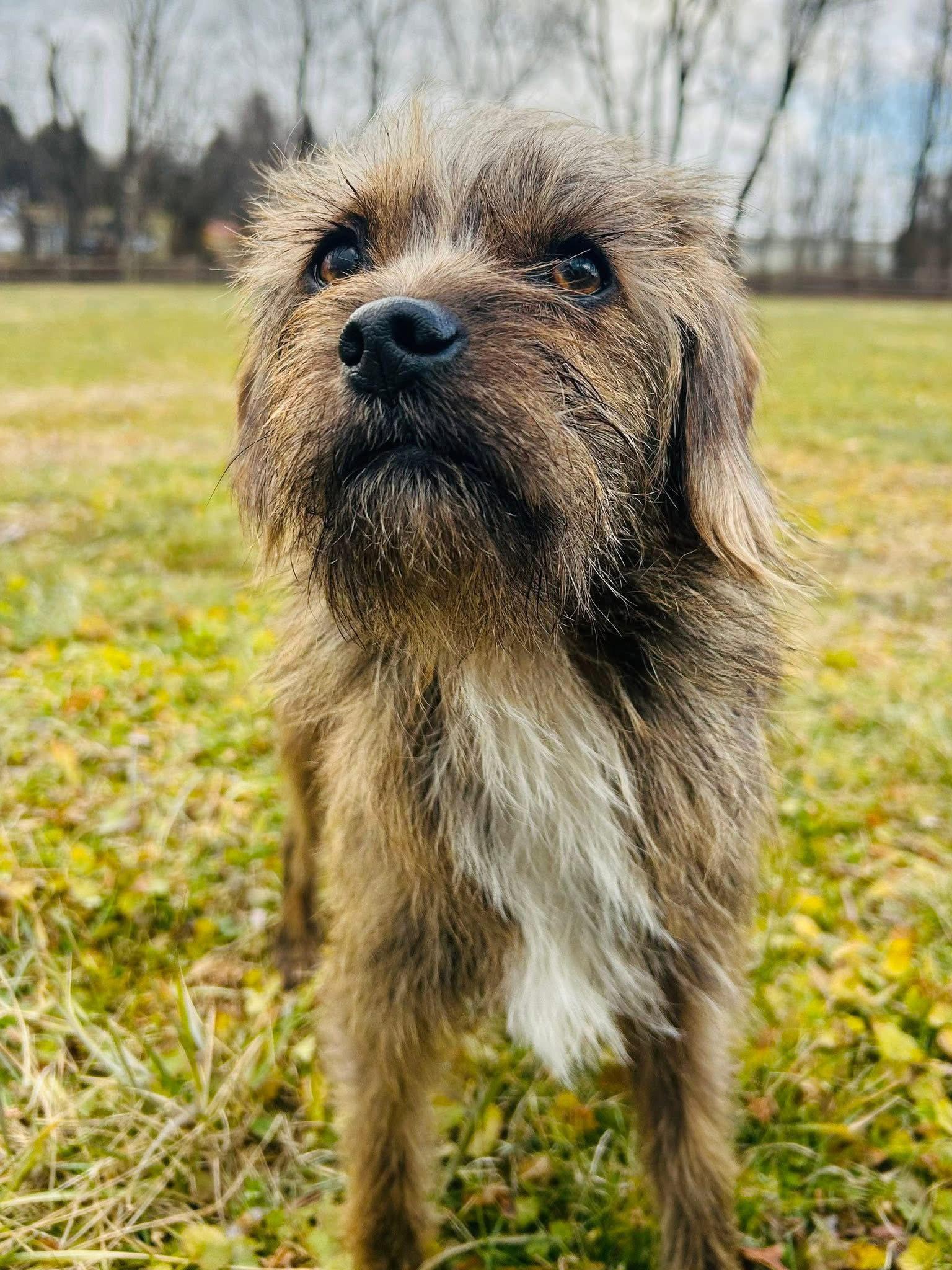 Enlarge Mufasa, a Adoptable mixed breed in Elizabethtown, PA image 2/3