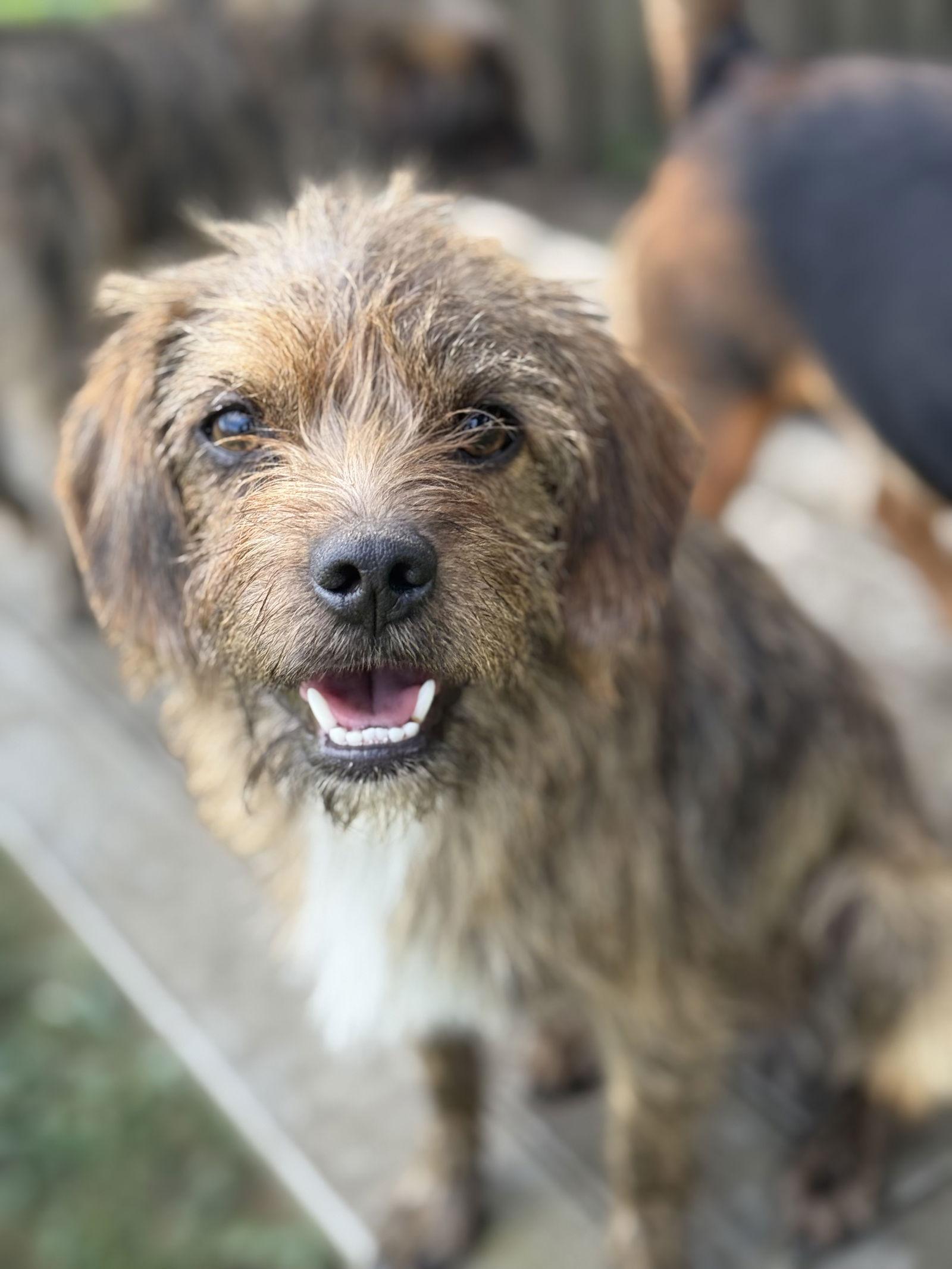 Enlarge Mufasa, a Adoptable mixed breed in Elizabethtown, PA image 2/3