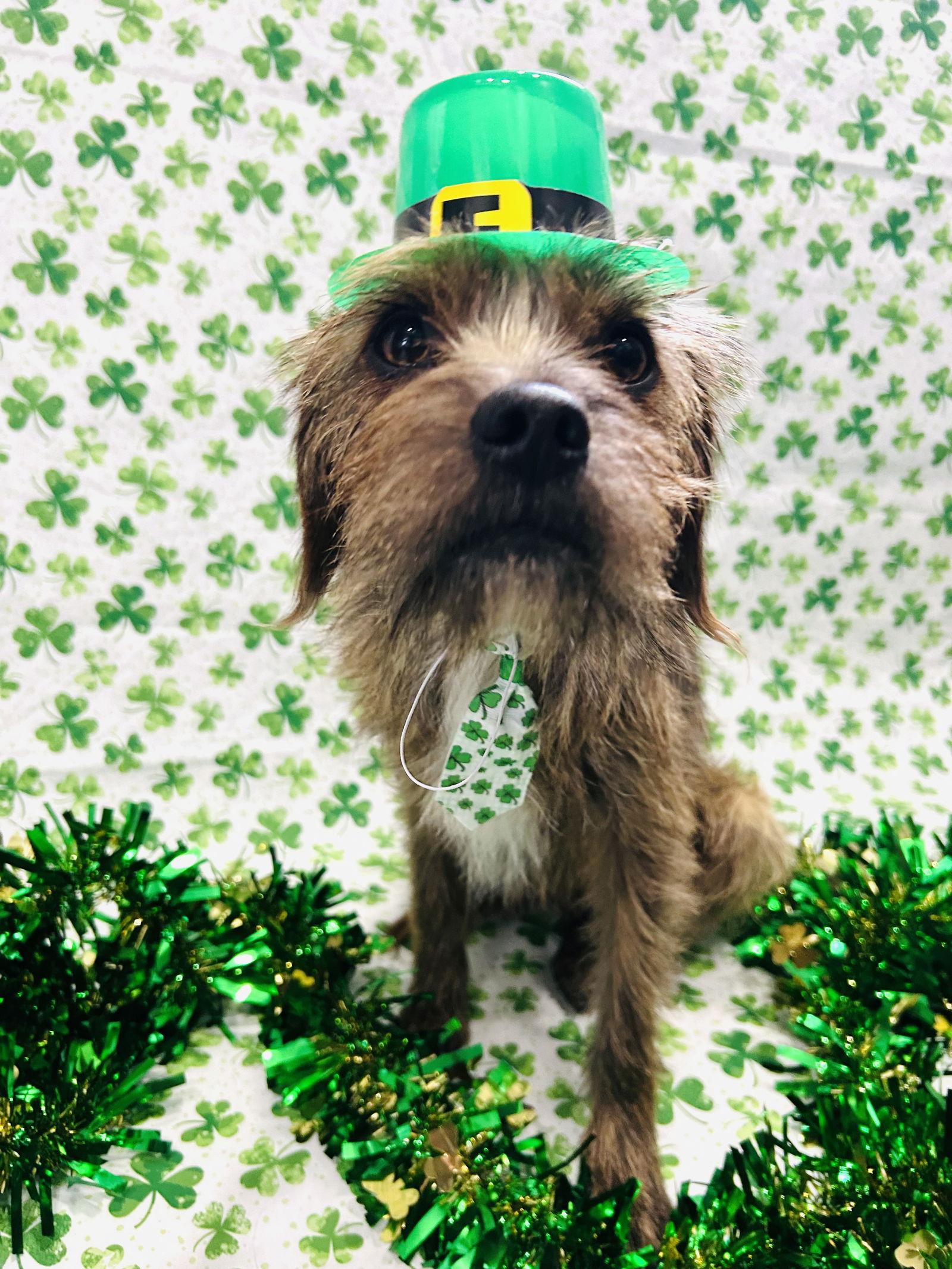 Enlarge Mufasa, a Adoptable mixed breed in Elizabethtown, PA image 2/3