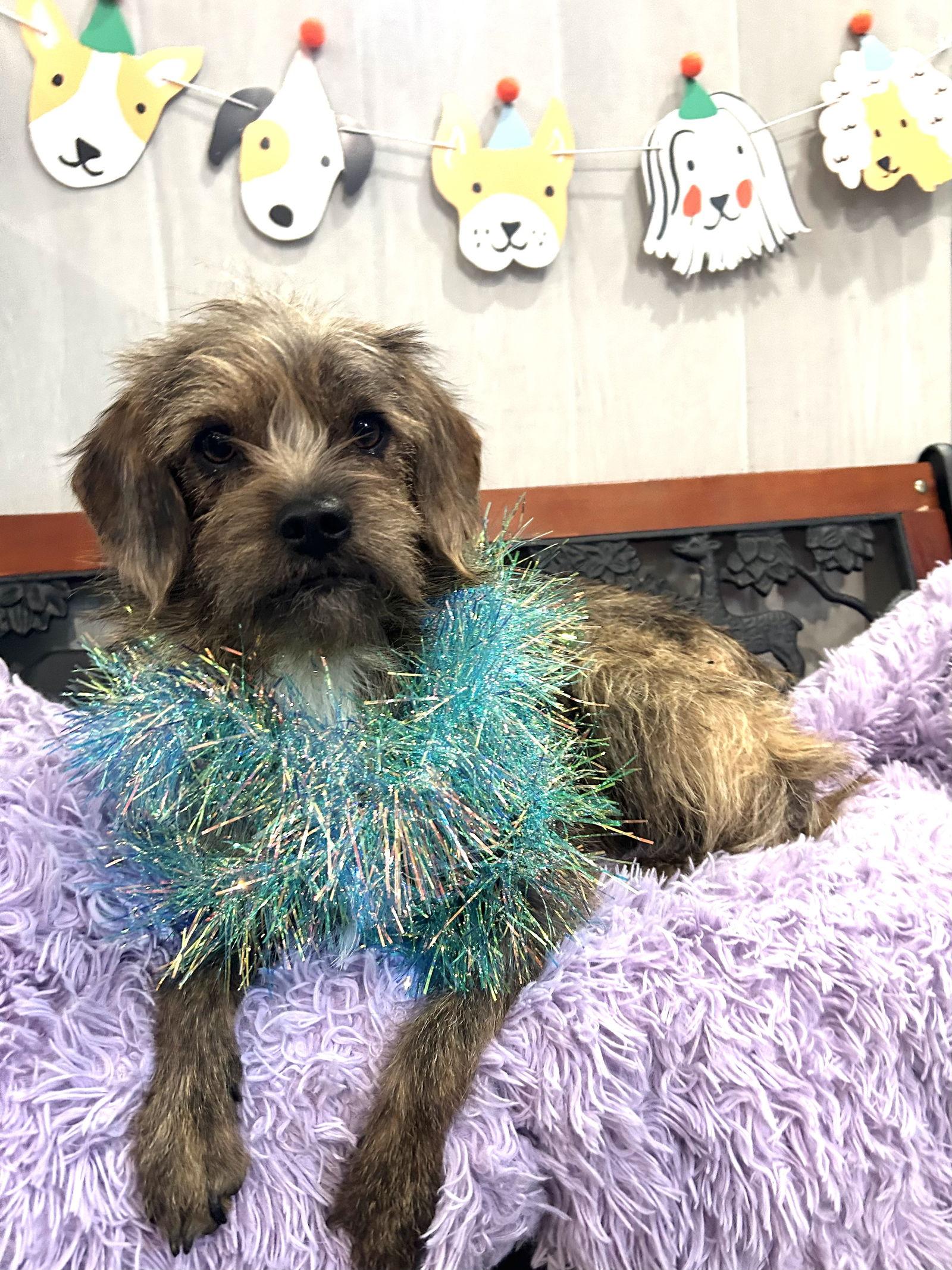 Enlarge Mufasa, a Adoptable mixed breed in Elizabethtown, PA image 3/3