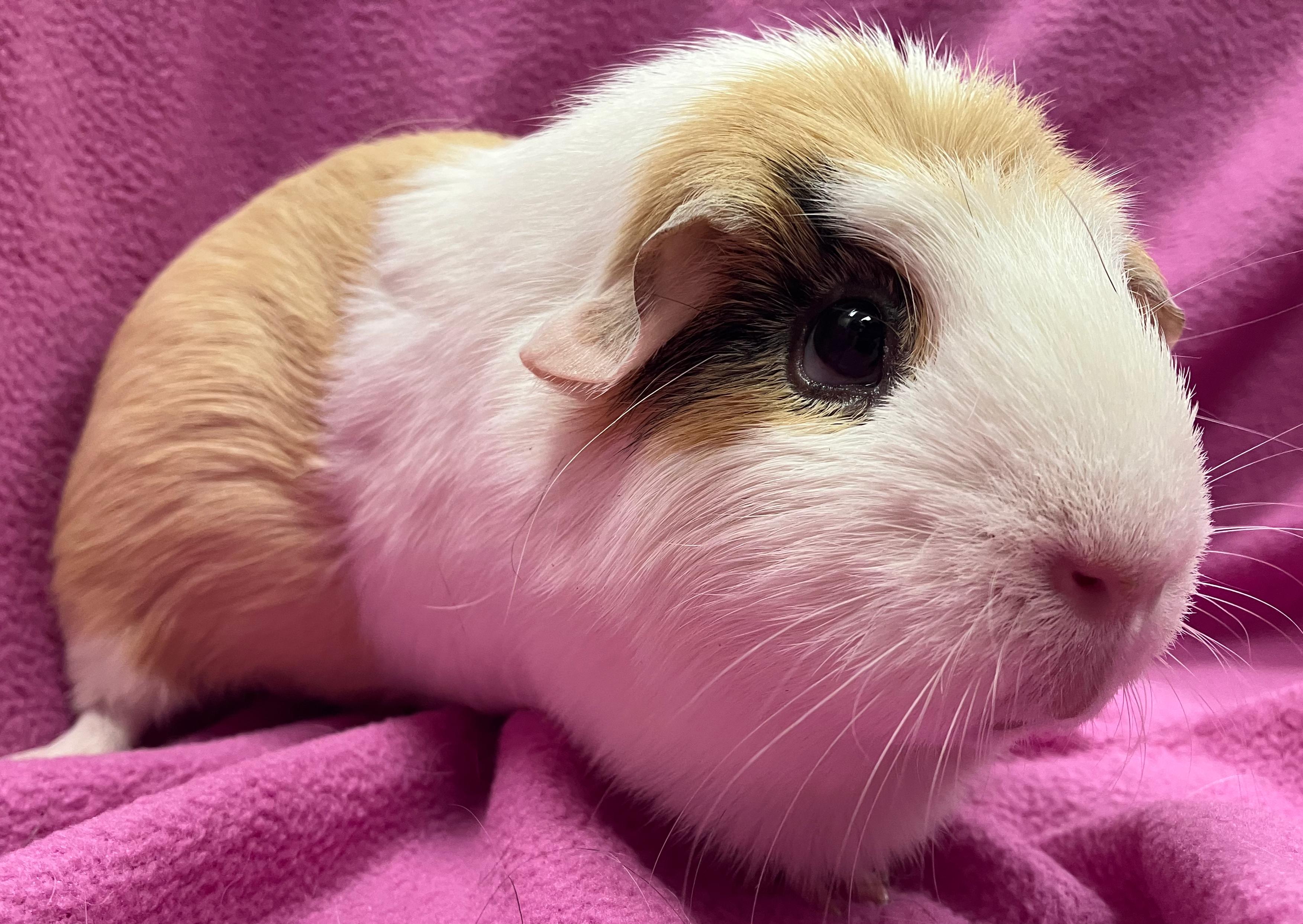 Enlarge Gemma & Gwen, an adopted Guinea Pig in Oshkosh, WI image 5/5