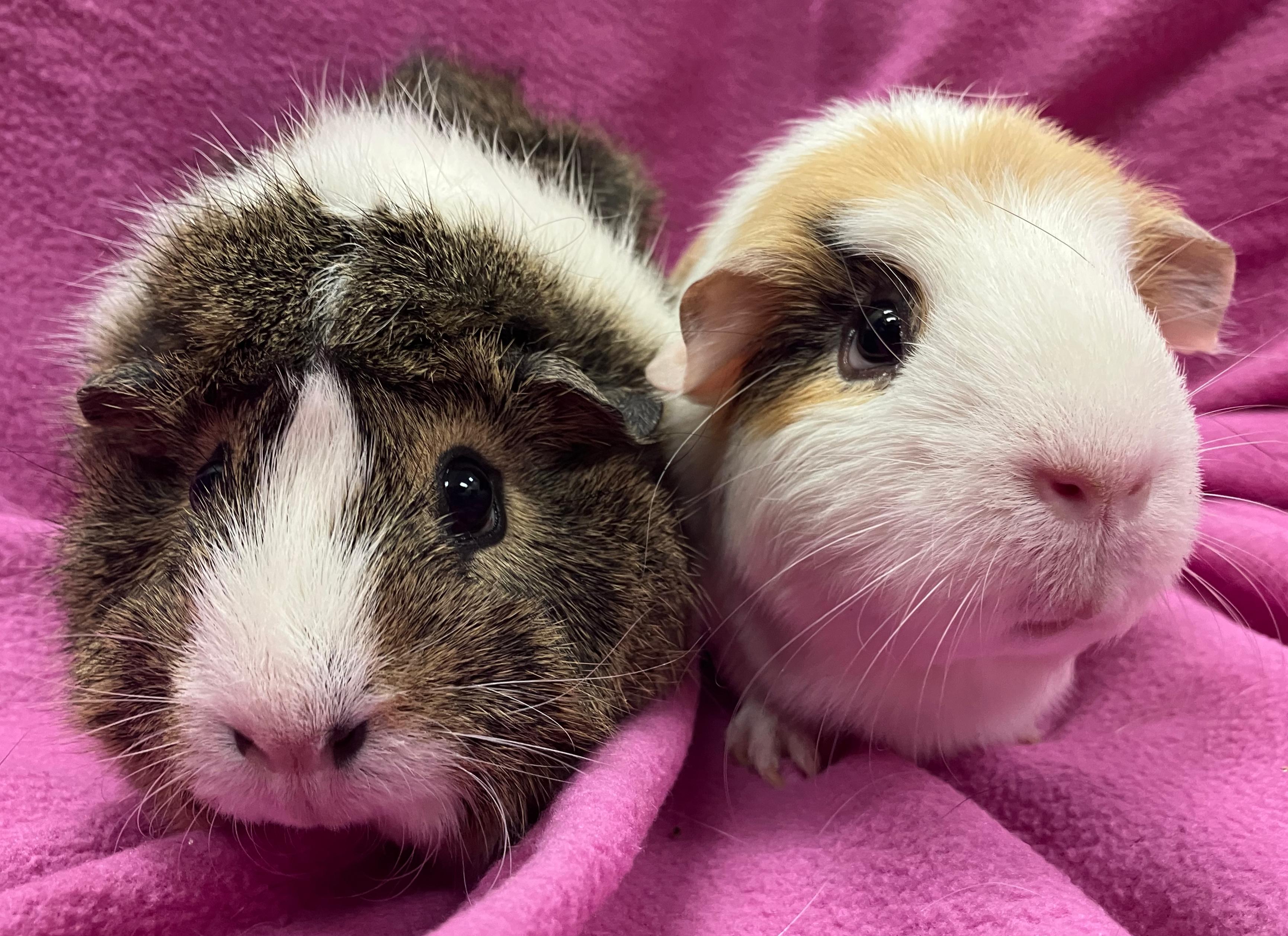Gemma & Gwen, adopted, Adult Female Guinea Pig.
