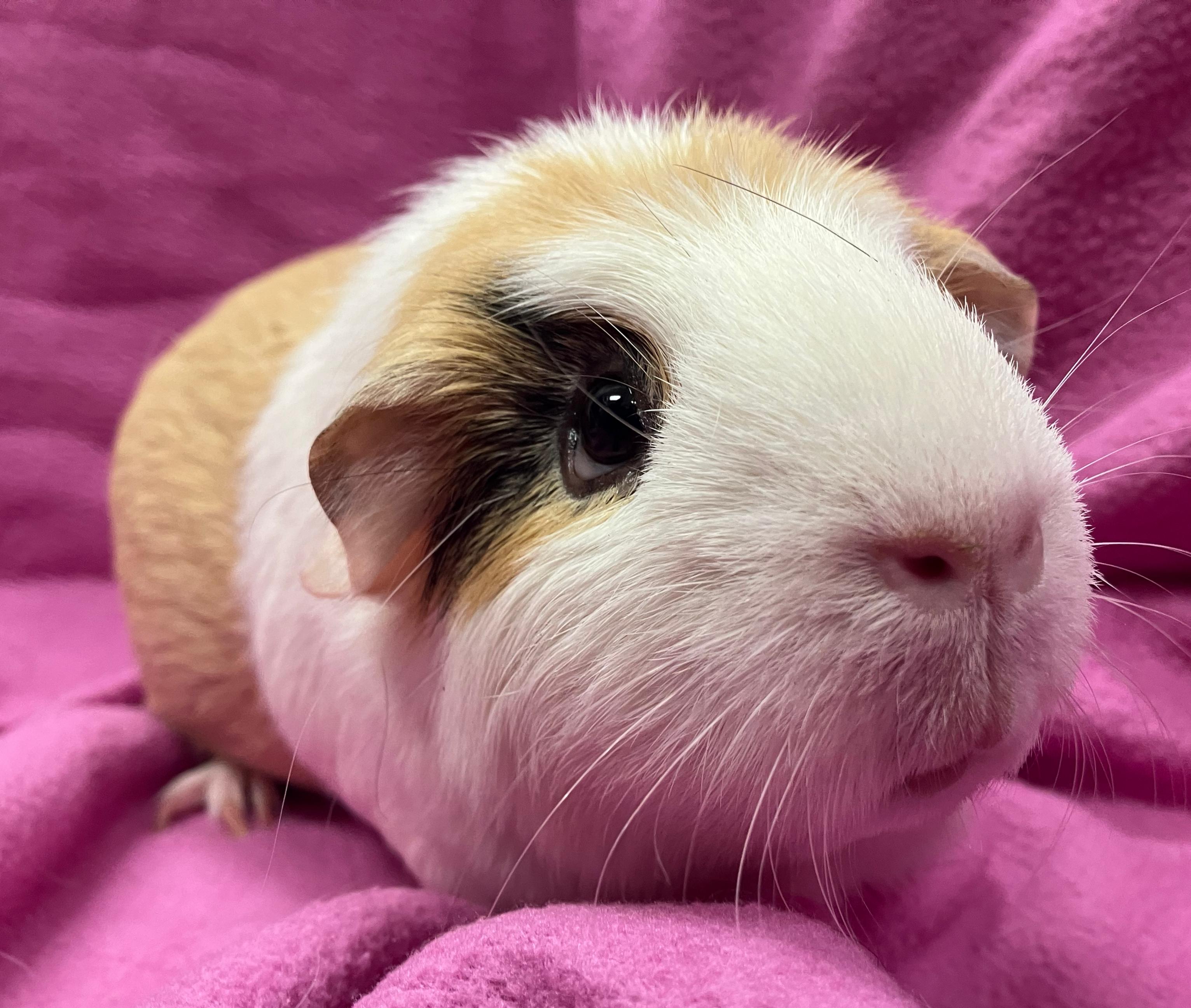 Enlarge Gemma & Gwen, an adopted Guinea Pig in Oshkosh, WI image 4/5