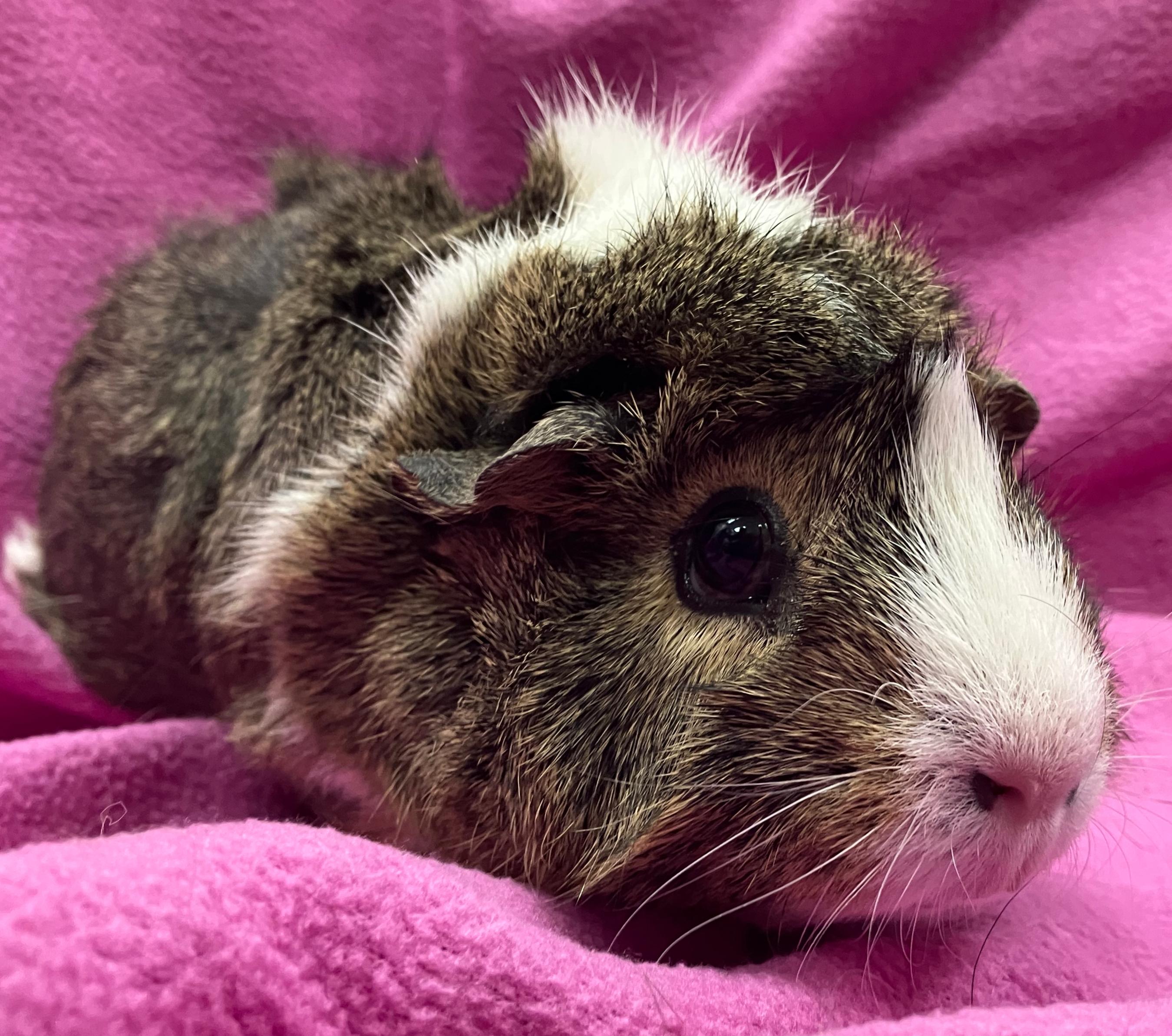 Enlarge Gemma & Gwen, an adopted Guinea Pig in Oshkosh, WI image 3/5